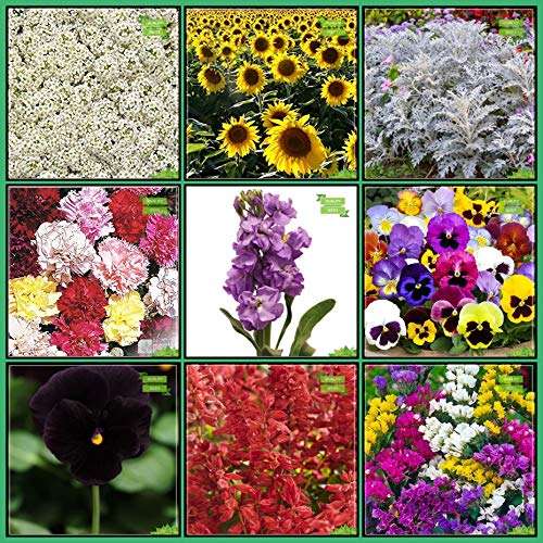 Creative Farmer Plant Lovers Combo Flower Seeds : Alyssum, Sunflower Giant Dwarf, Cineraria-Silver Dust, Carnation Chaubad, Stocks Mammoth, Pansy-Swiss Giant, Pansy-Black, Salvia, Garden Seeds Packs