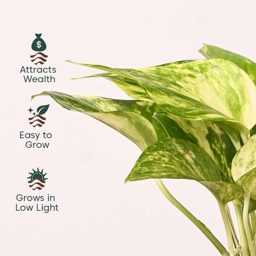 KYARI Combo of 4 Money Variegated, Golden Money, Golden Snake & Jade Plants for Home Decor with Cream Self Watering Pot - Small 4 inch 3