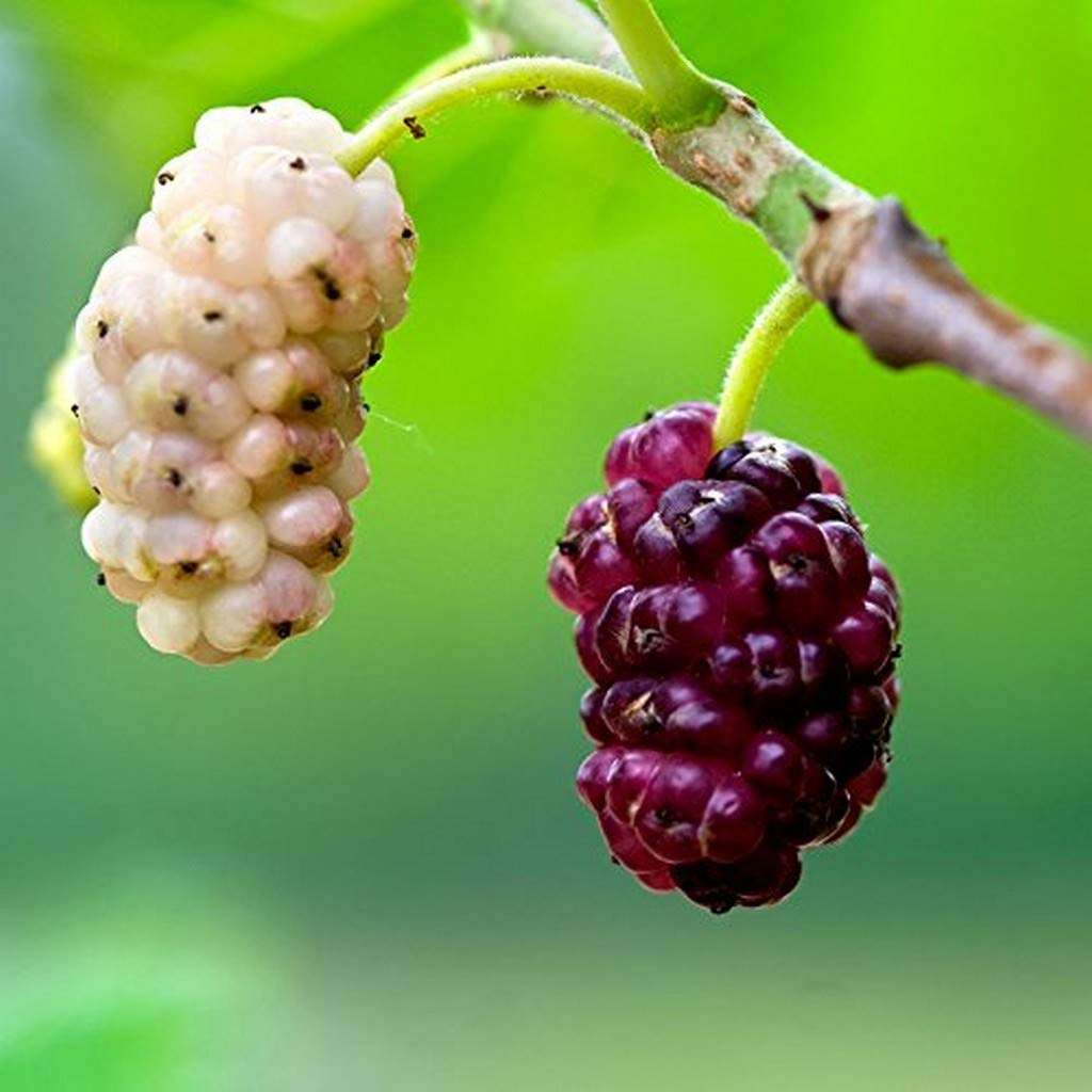 OhhSome Live Plant Mulberry White Suitable for Bonsai Garden Plant(1 Healthy Live Plant) 1