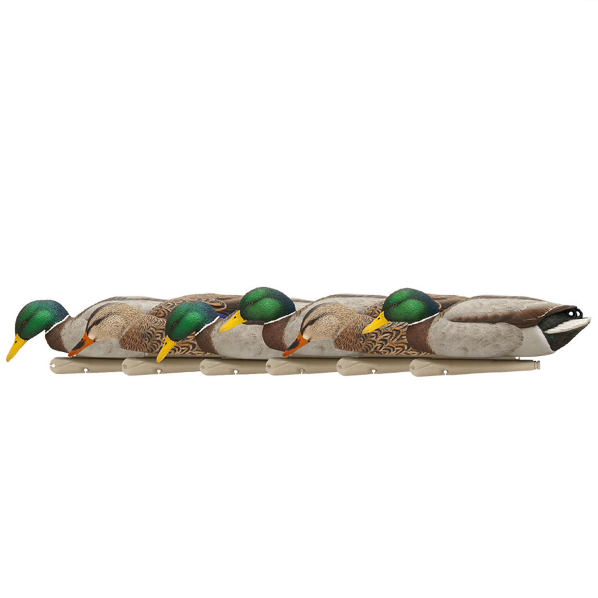 Avian-XTopflight Backwater Mallards Duck Decoys Pack, Ultra Realistic Floating Mallard Hunting Decoy, 3 Feeding Postures, Multicolor, 6 Pack