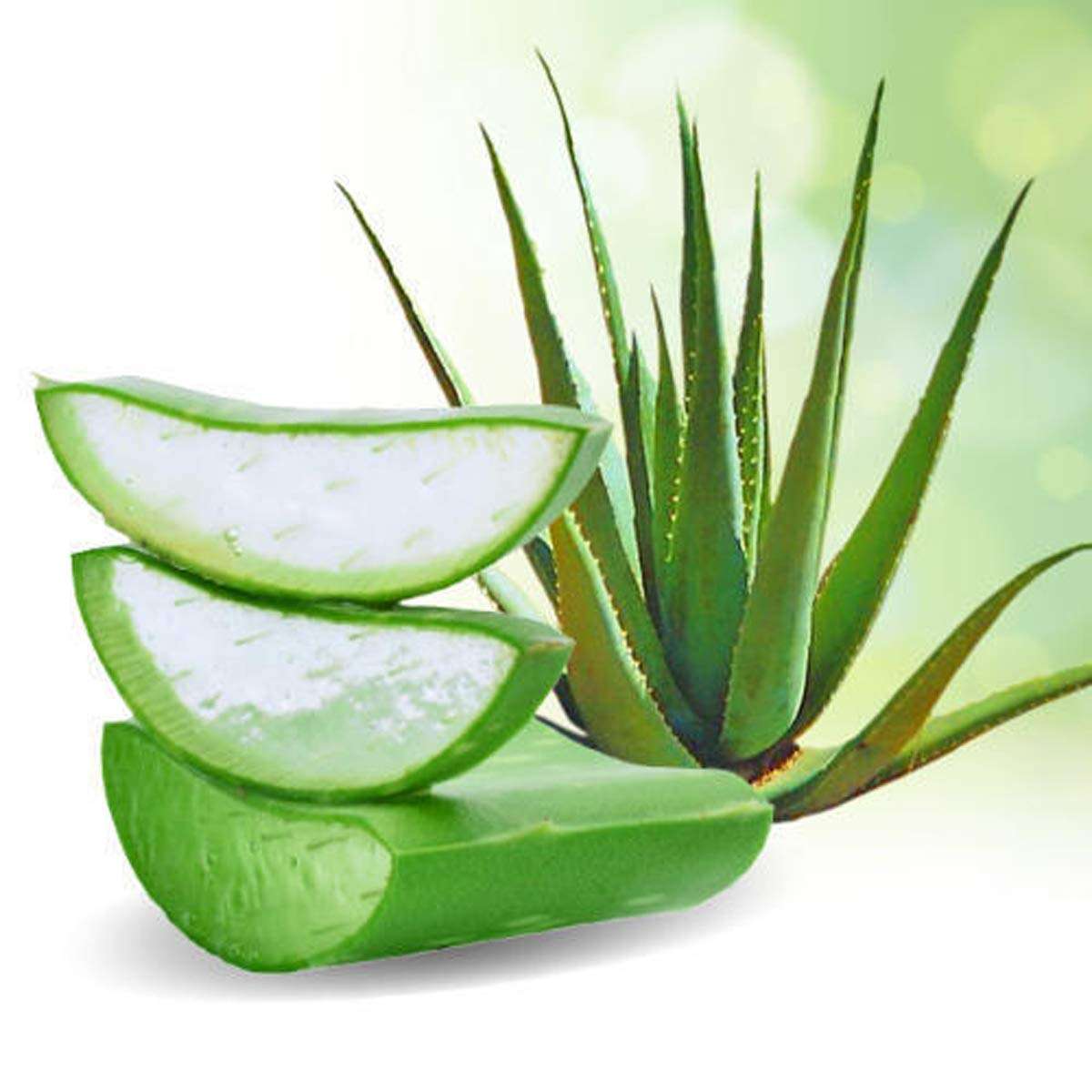 Natural 100gm Aloevera Leaves powder for hair and face pack 3