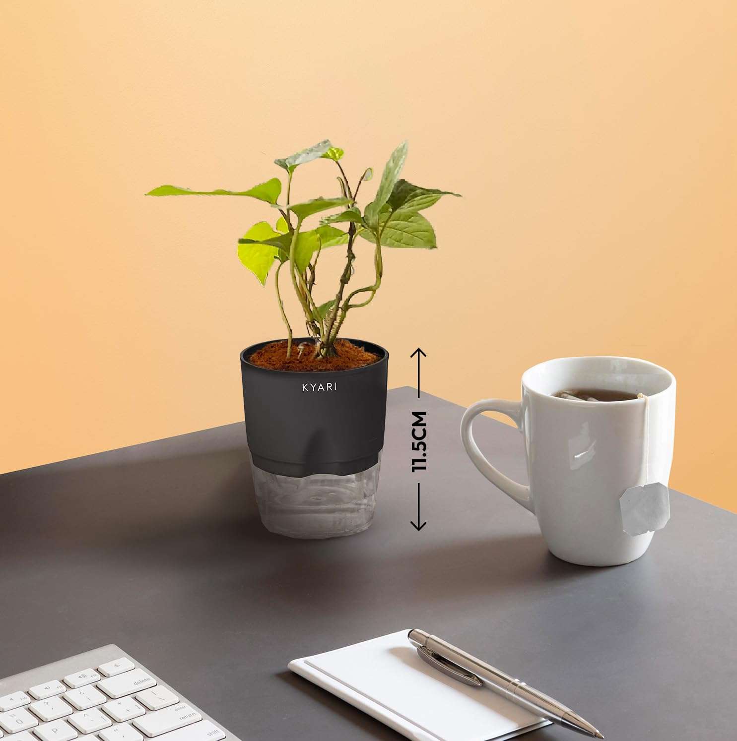 KYARI Betel Leaf-Spider Combo of 2 Indoor Plants for Living Room | Live Plants | Plants with Grey Pot for Home Air purifier plants | Plants for Home Decor | Plants for garden 6