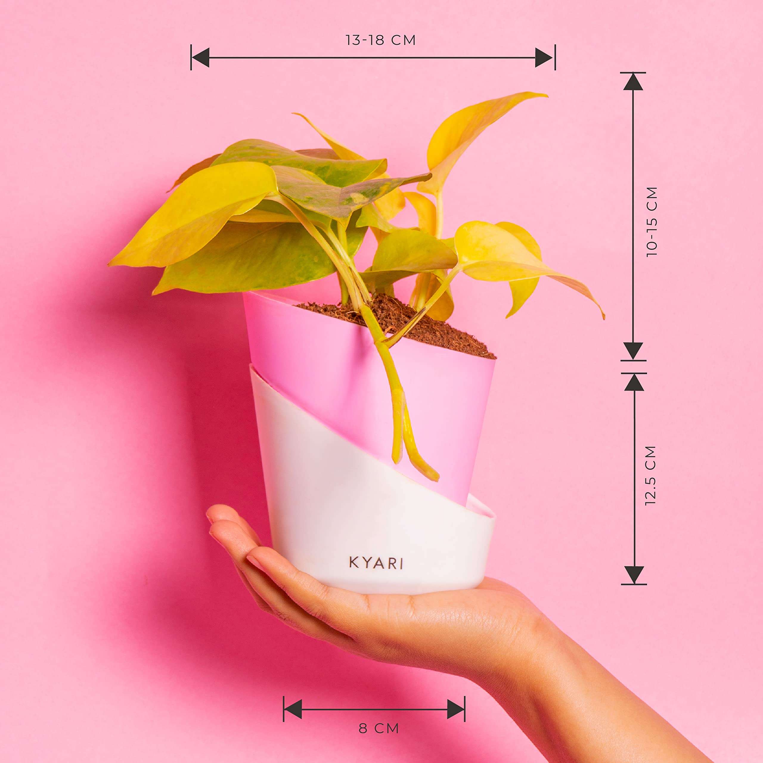 KYARI Golden Money Indoor Plants for Living Room | Live Plants | Plants with Baby Pink Self Watering Pot for Home | Air purifier plants | Plants for Home Decor | Plants for Garden & bedroom 6