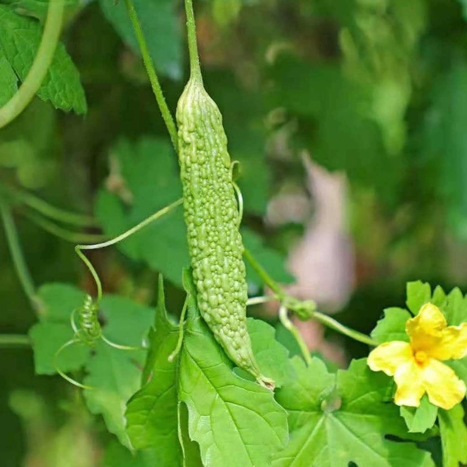 Leafy Tales Bitter Gourd Seeds for Kitchen Gardening, 25 seeds 3