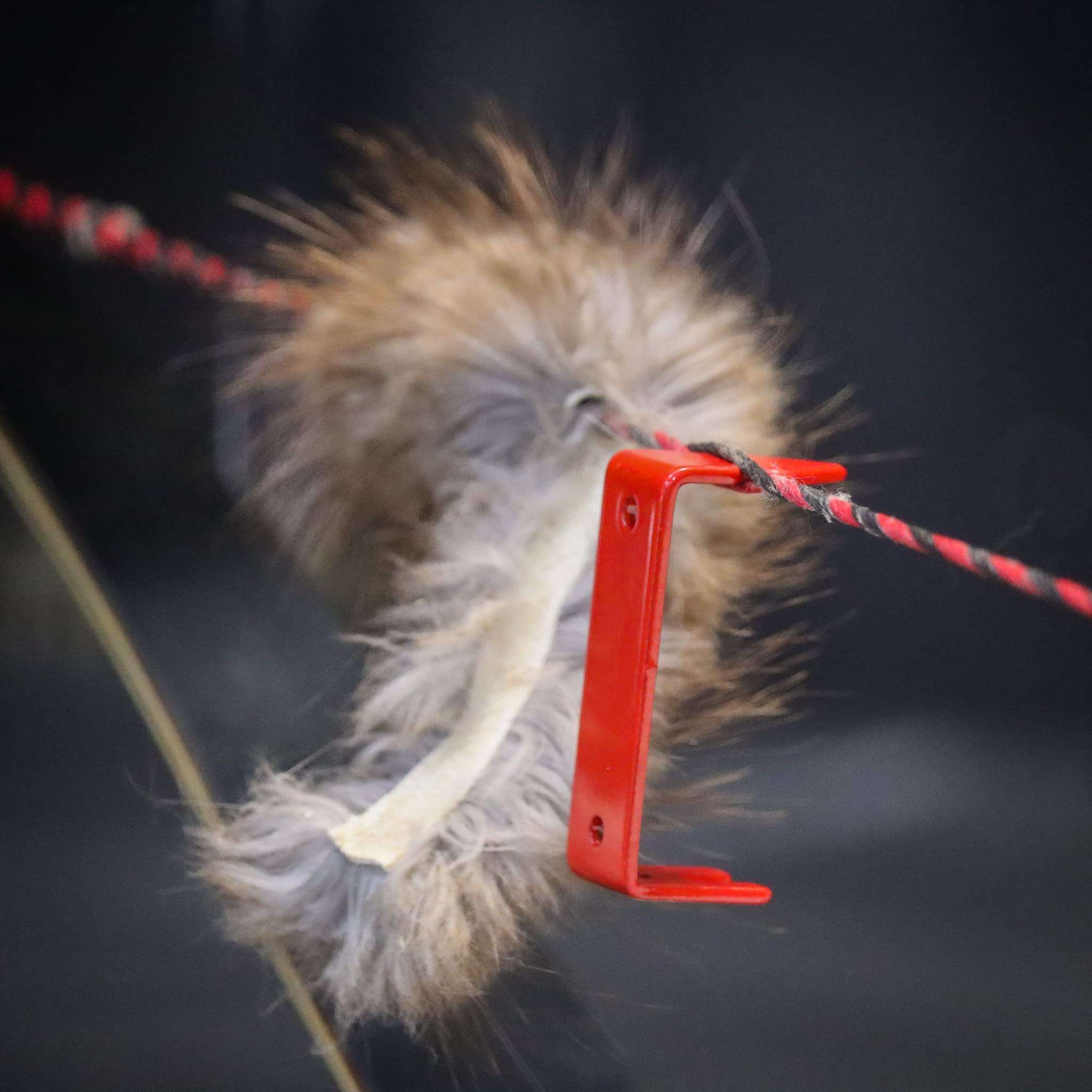 Shatterproof Archery Bow String Separator - for String silencers and peep Sights 4