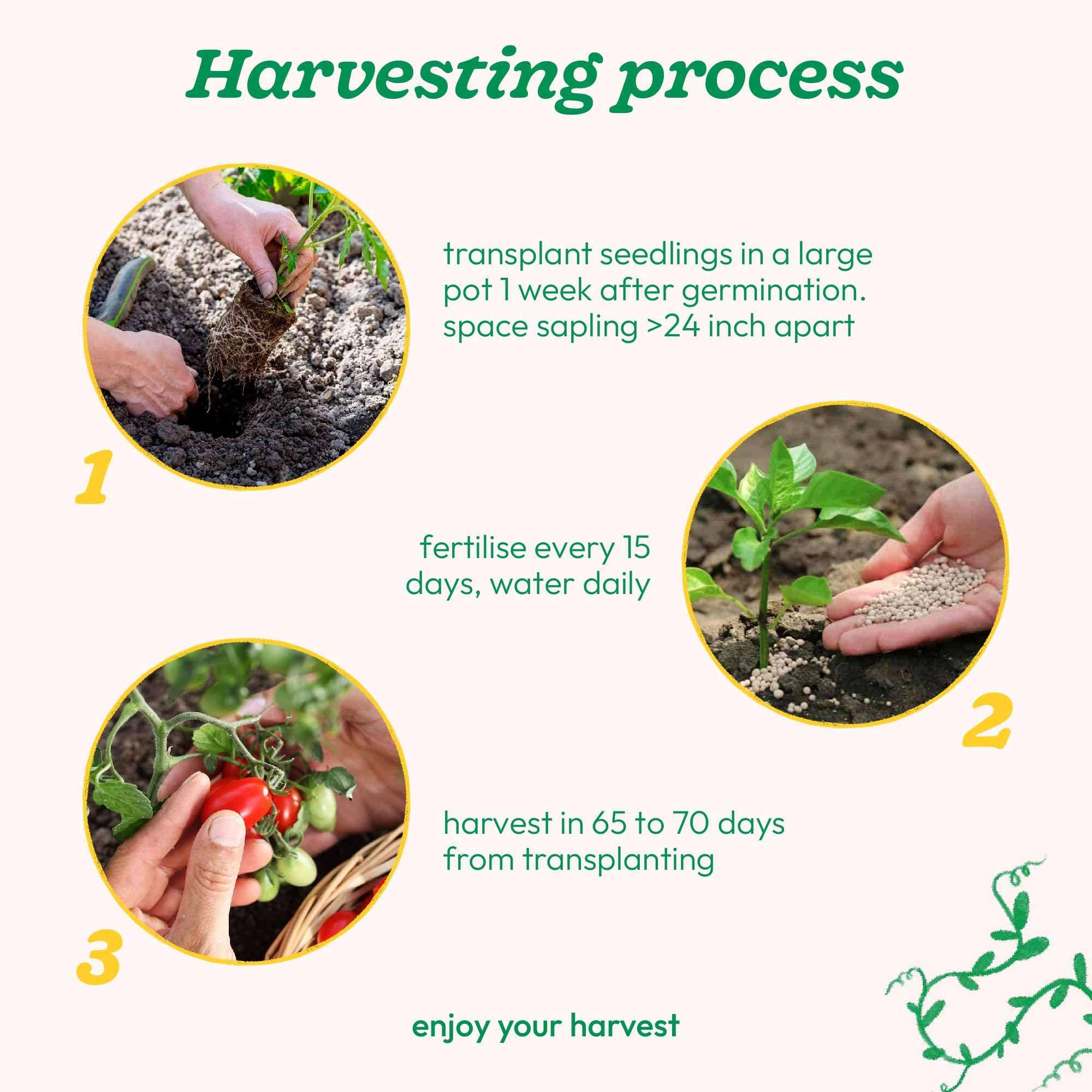 UGAOO Cherry Tomato Vegetable Seeds (Red, Pack of 200mg, 50 Seeds) 5