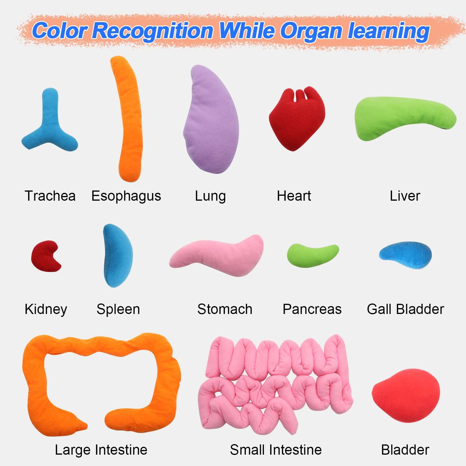 KAKIBLIN 3D Organ Apron,(Upgrade Version) Anatomy Apron Human Body Organs Awareness Educational Toy for Home Preschool Teaching Aid, Transparent 6