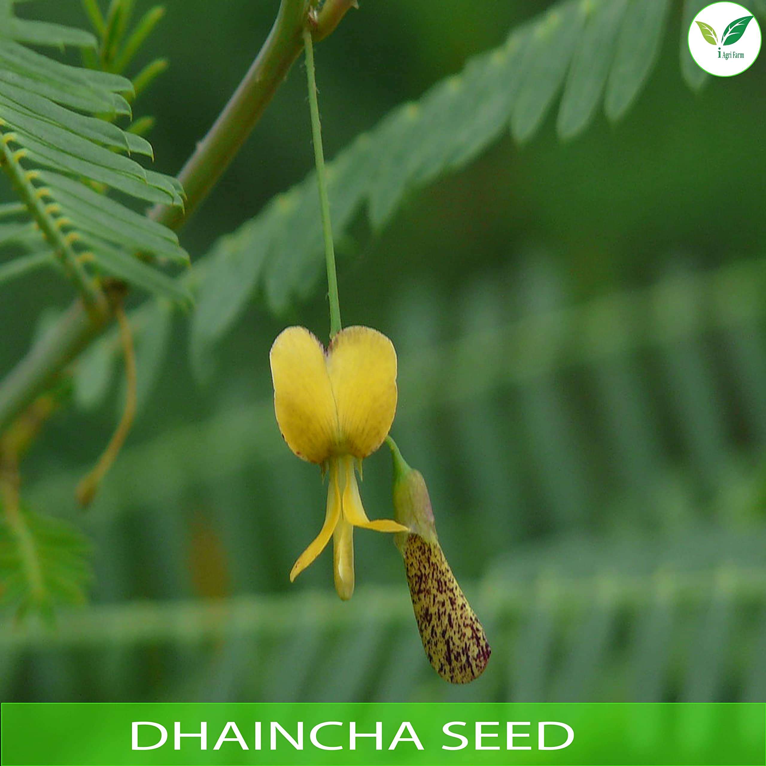 IAgriFarm Dhaincha/Prikly Sesban/Sesbania Bispinosa/Malai Murungai Seed - 5 Kg For Cultivation, Seeds 6