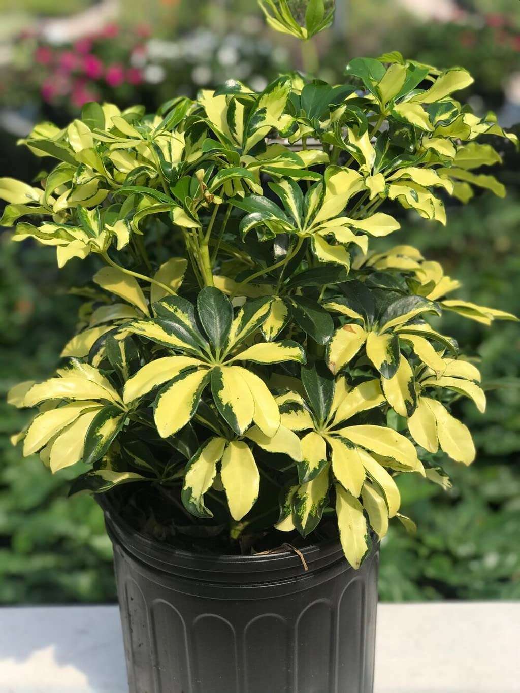 OhhSome Variegated Schefflera (Schefflera Arboricola) Indoor Plants For Entryway Healthy Live (Healthy Live Plant) 5