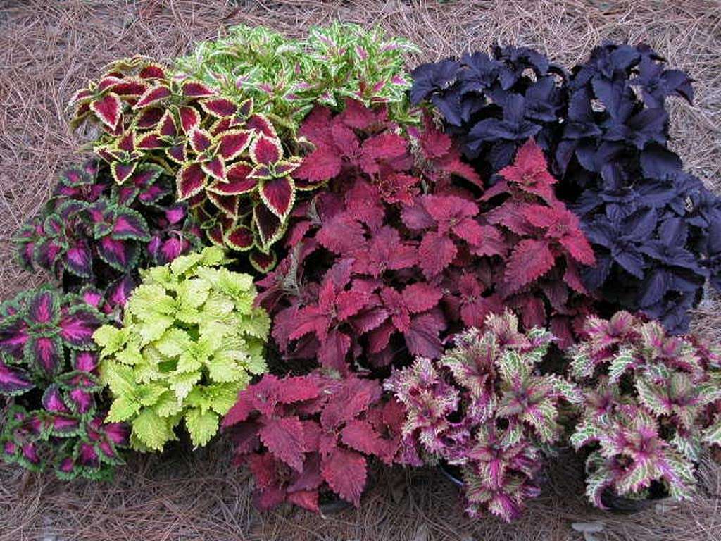 OhhSome Coleus Plants - Assorted (Pack Of 5) Exotic Plant Healthy Live (Healthy Live Plant) 5