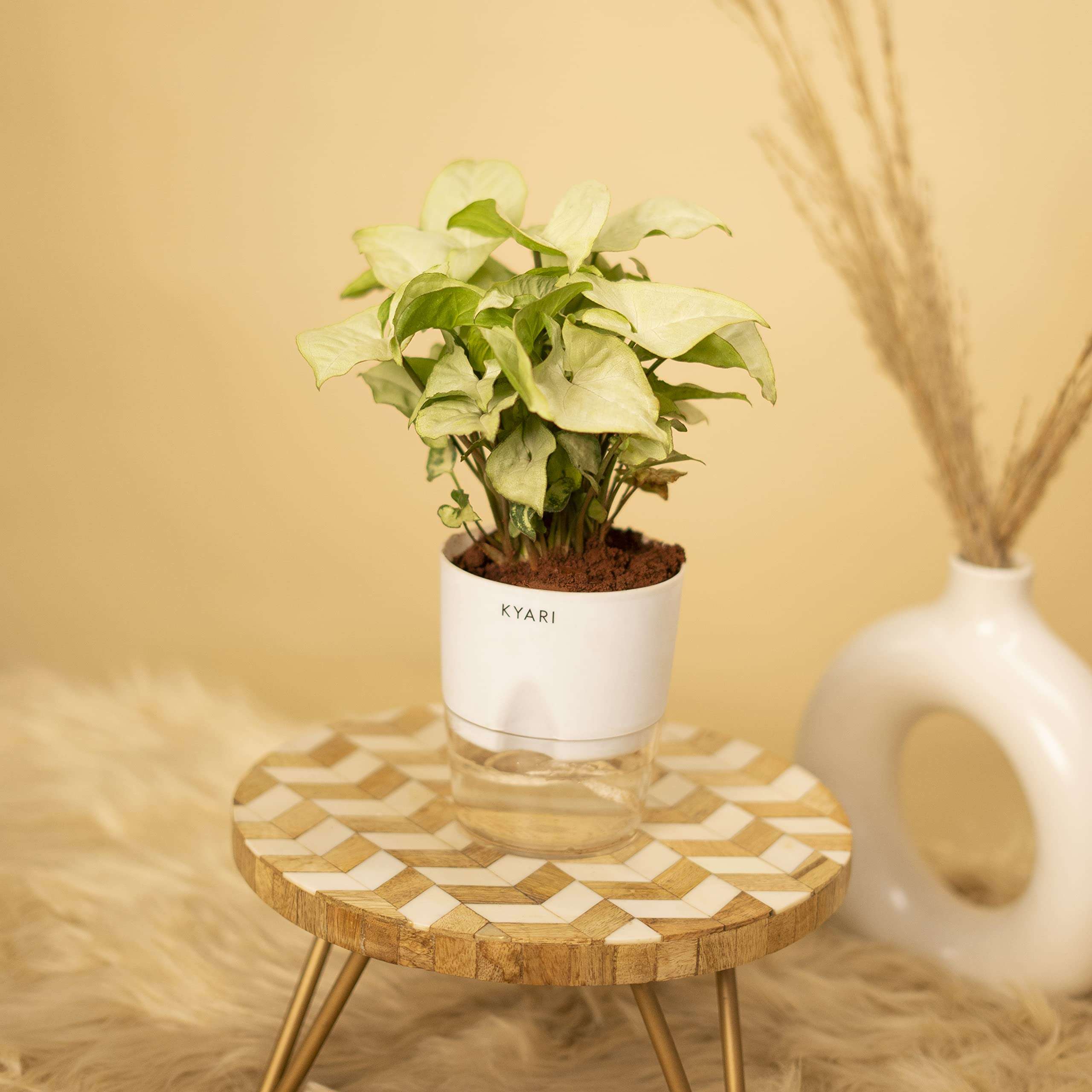 KYARI Syngonium Pixie White Indoor Plants for Living Room | Live Plants | Plants with White Pot for Home | Air purifier plants | Plants for Home Decor
