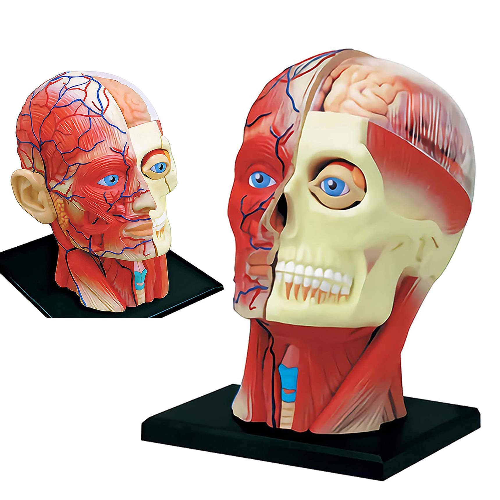 Models Human with Brain Anatomy Model - Anatomy Model Cross-Sectional Model - 14 Detachable Parts Human Brain Anatomy Model Human Organ Anatomical Model Skeleton Model