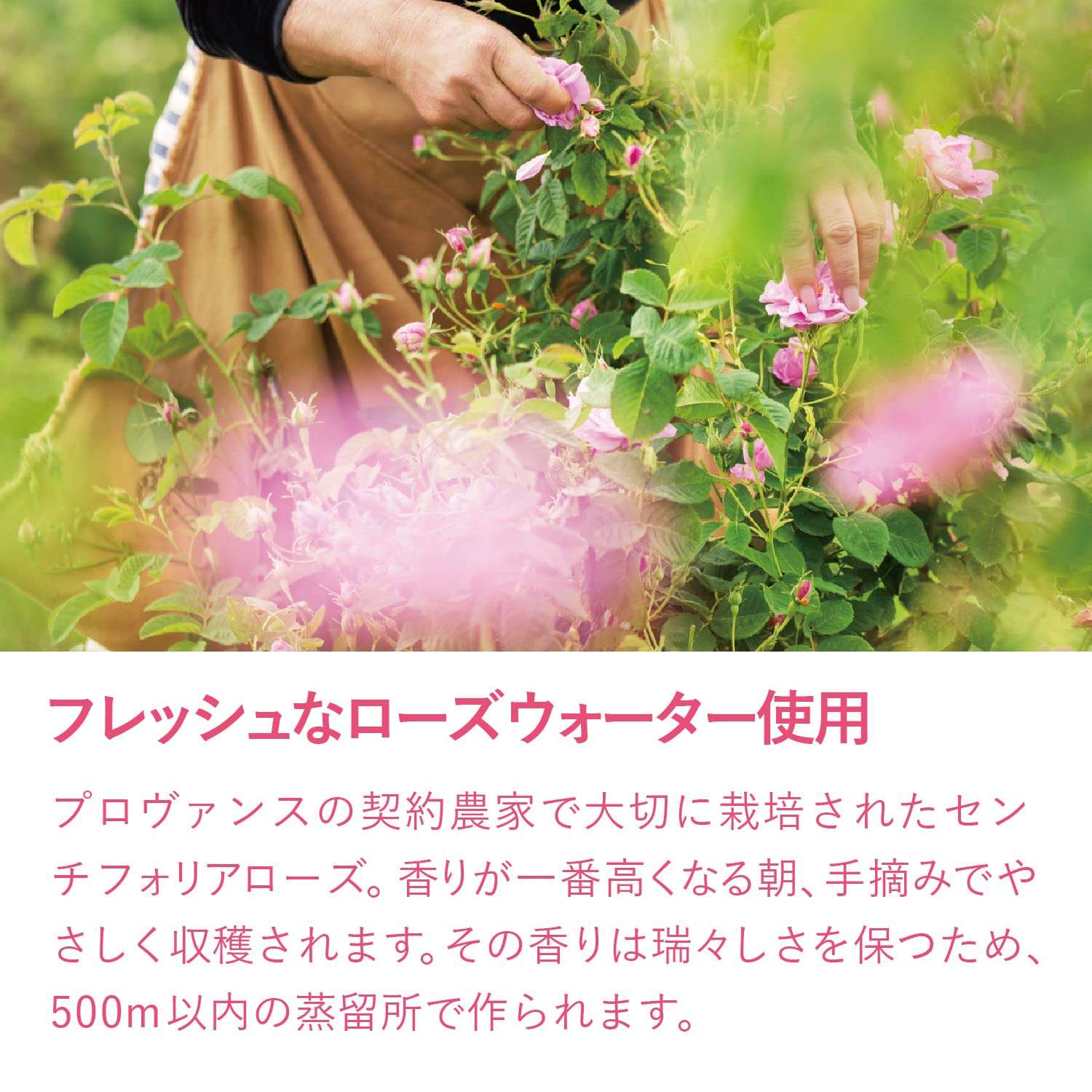 L'Occitane Rose Shower Gel 8.40 fl. oz 5