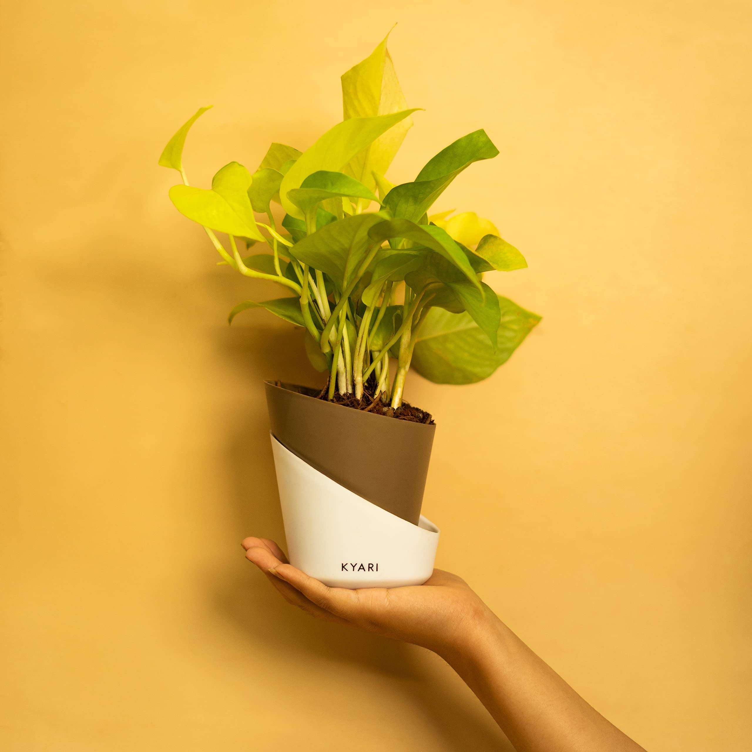 KYARI Golden Money Indoor Plants for Living Room | Live Plants | Plants with Dusky Brown Self Watering Pot for Home | Air purifier plants | Plants for Home Decor | Plants for Garden & bedroom 1