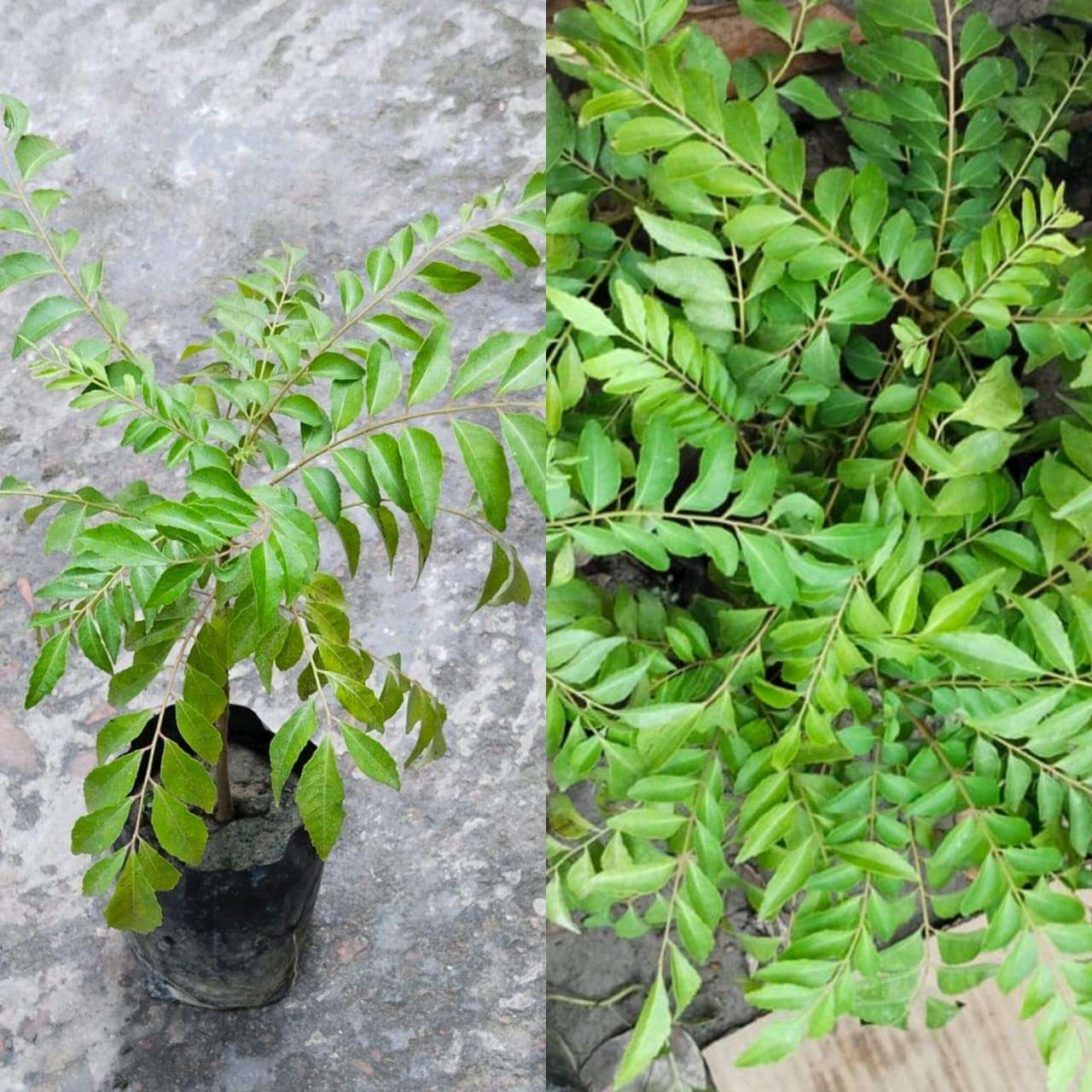 curry leaves plant Pack of 01