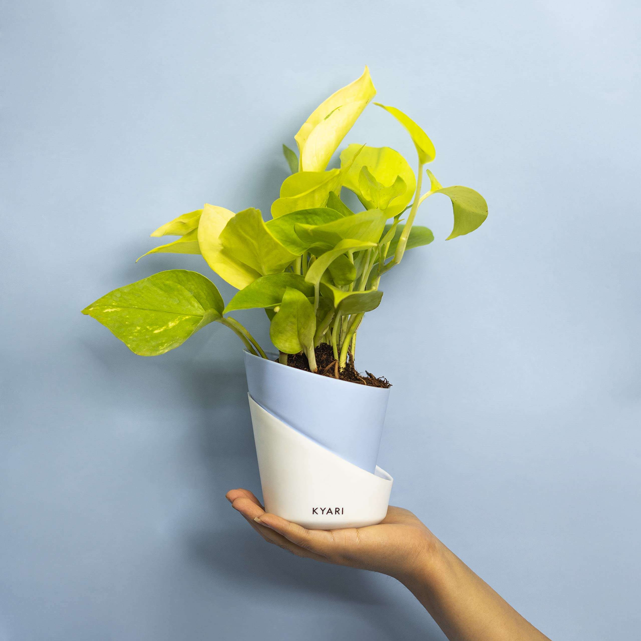 KYARI Golden Money Indoor Plants for Living Room | Live Plants | Plants with Baby Blue Self Watering Pot for Home | Air purifier plants | Plants for Home Decor | Plants for Garden & bedroom 1
