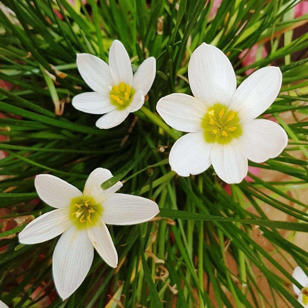 OhhSome Zephyranthes Candida (White) Gardening Plant Live (Healthy Live Plant) 1