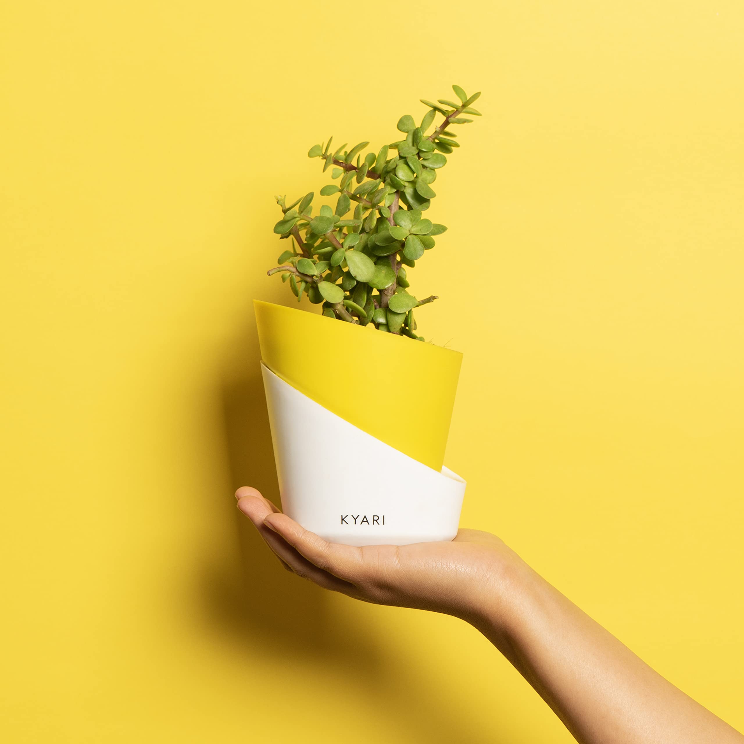 KYARI Jade Indoor Plants for Living Room | Live Plants | Plants with Lemon Yellow Pot for Home | Air purifier plants | Plants for Home Decor | Plants for garden | Indoor Plants for bedroom