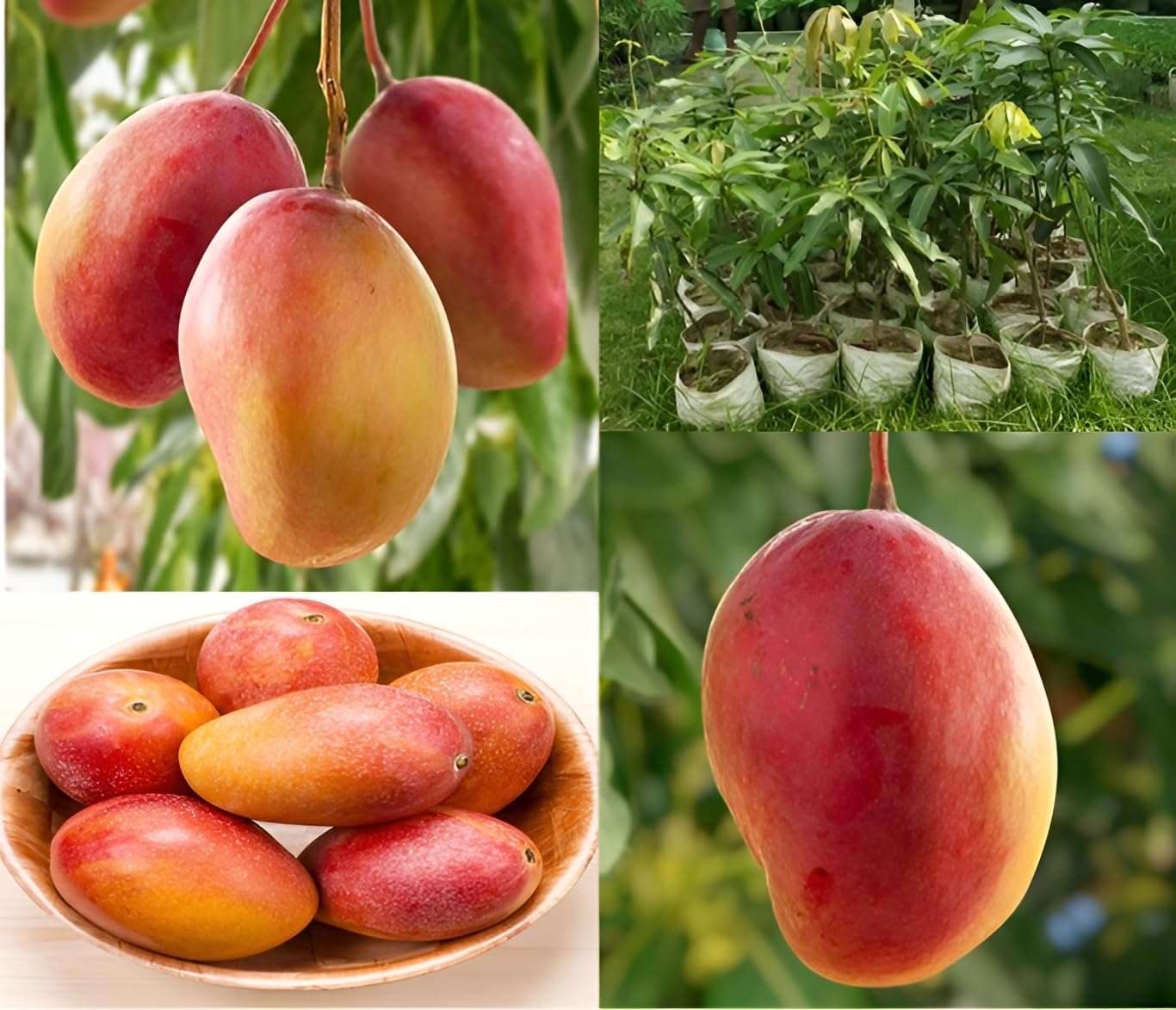 Green view Ambika Mango " Hybrid Healthy Mango Fruit Plant (Grafted Plant, 1.5-2 Feet Height) Live Plant for Home Garden 1