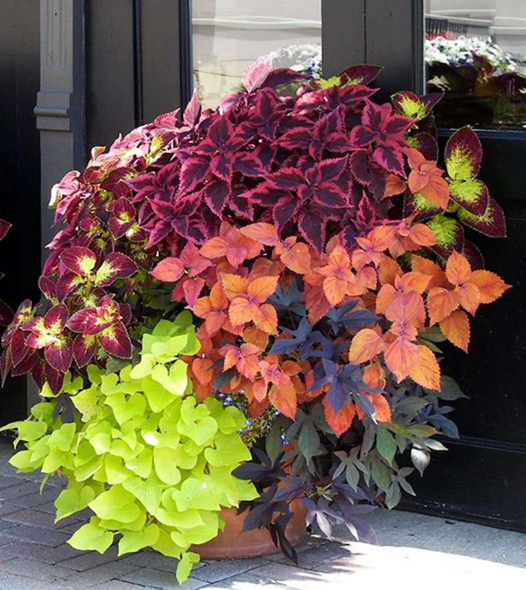 OhhSome Coleus Plants - Assorted (Pack Of 5) Exotic Plant Healthy Live (Healthy Live Plant) 3