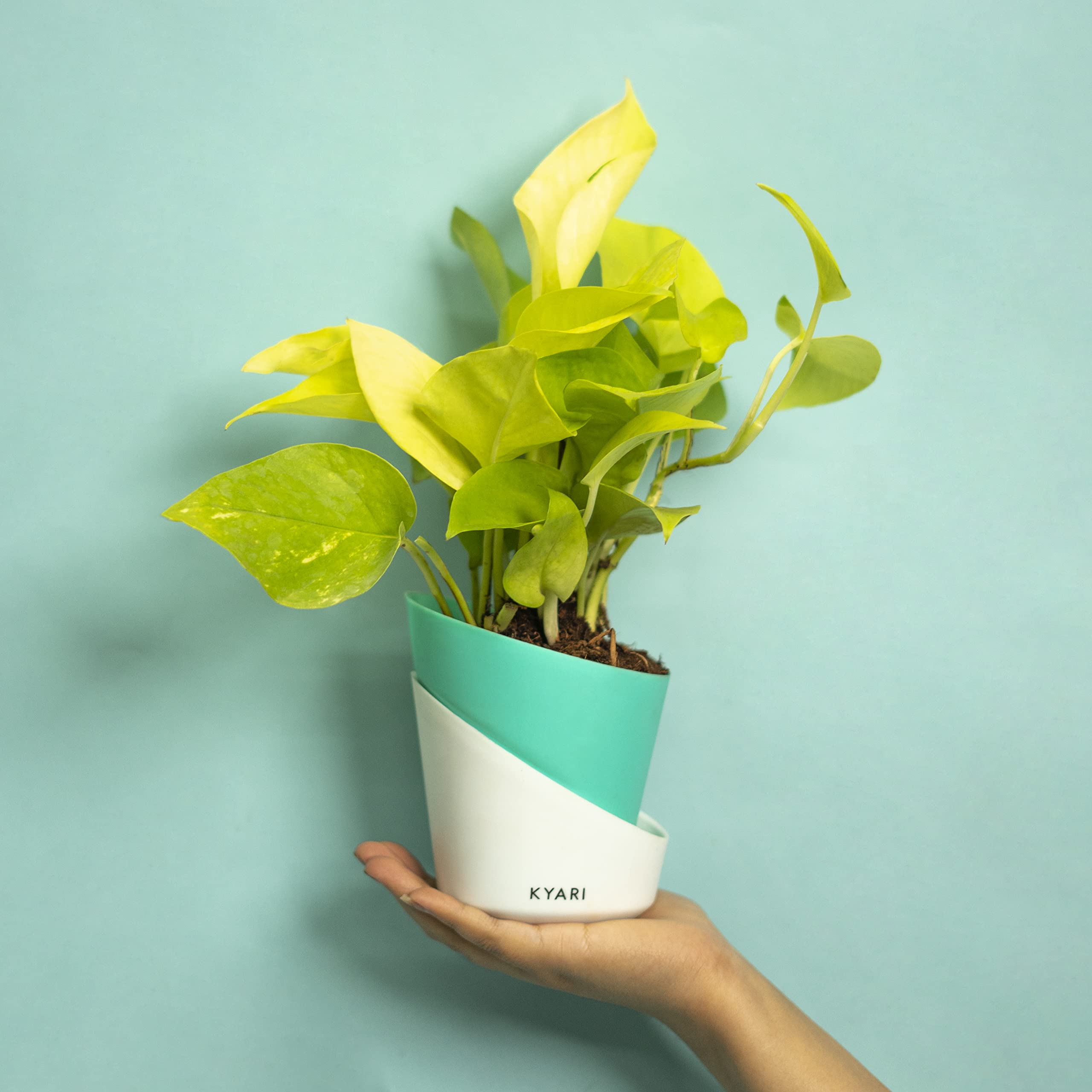 KYARI Golden Money Indoor Plants for Living Room | Live Plants | Plants with Turkish Green Self Watering Pot for Home | Air purifier plants | Plants for Home Decor | Plants for Garden & bedroom