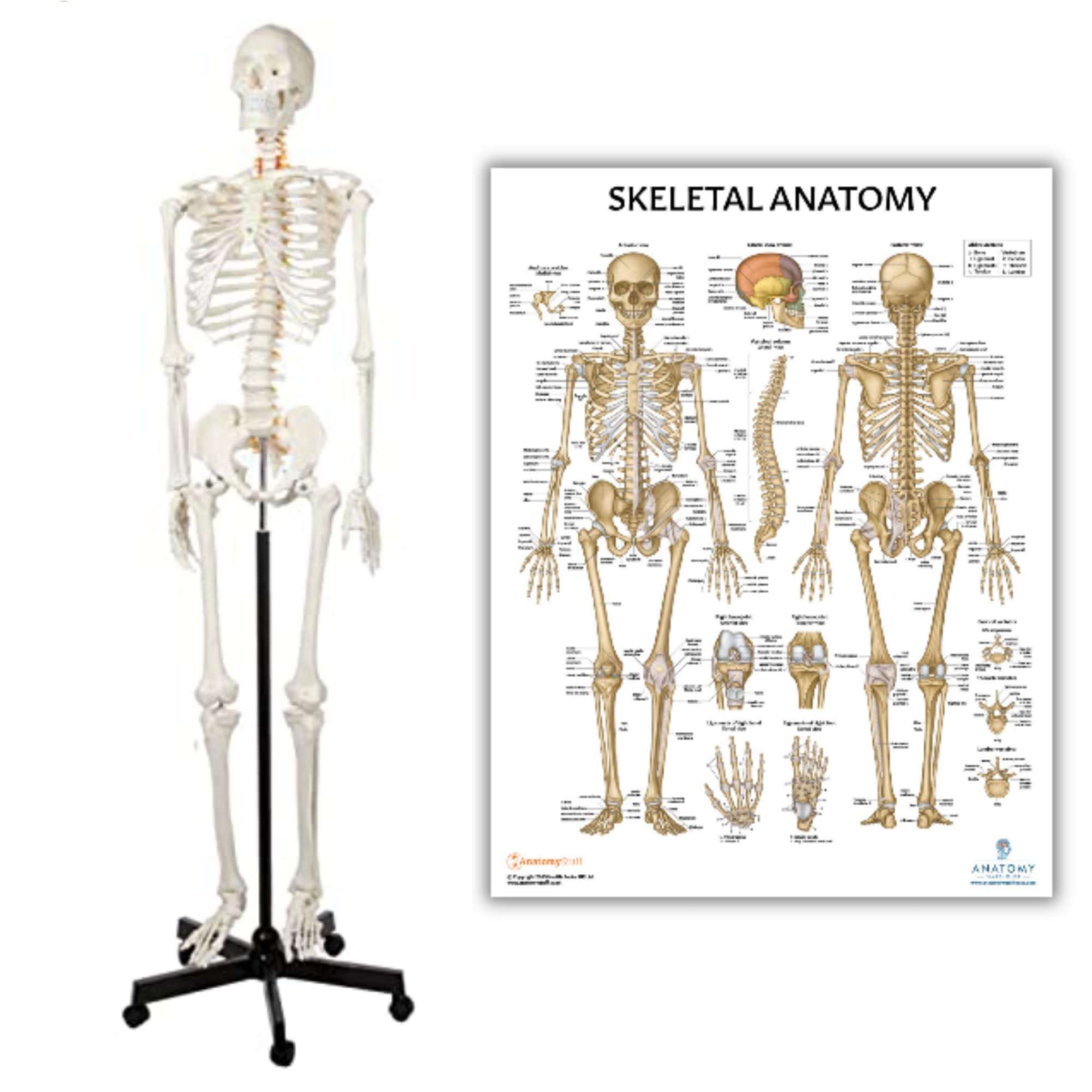 Axis Scientific Human Skeleton Model for Anatomy Bundle, 5' 6" Life Size Skeletal System, 206 Bones, Interactive Replica + Anatomy Lab Skeletal System Anatomical Poster - Laminated - 17.3" x 22.5"
