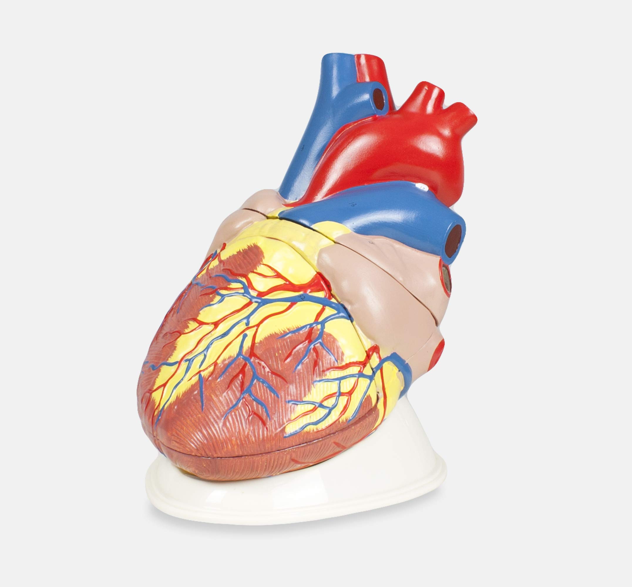 Vision Scientific VSA471 Jumbo Human Heart Model | 3 Parts, 5X Natural Size | Shows External and Internal Anatomy Detail with Ventricles, Atria, Valves, Veins, and Aorta | Labelled Diagram Included