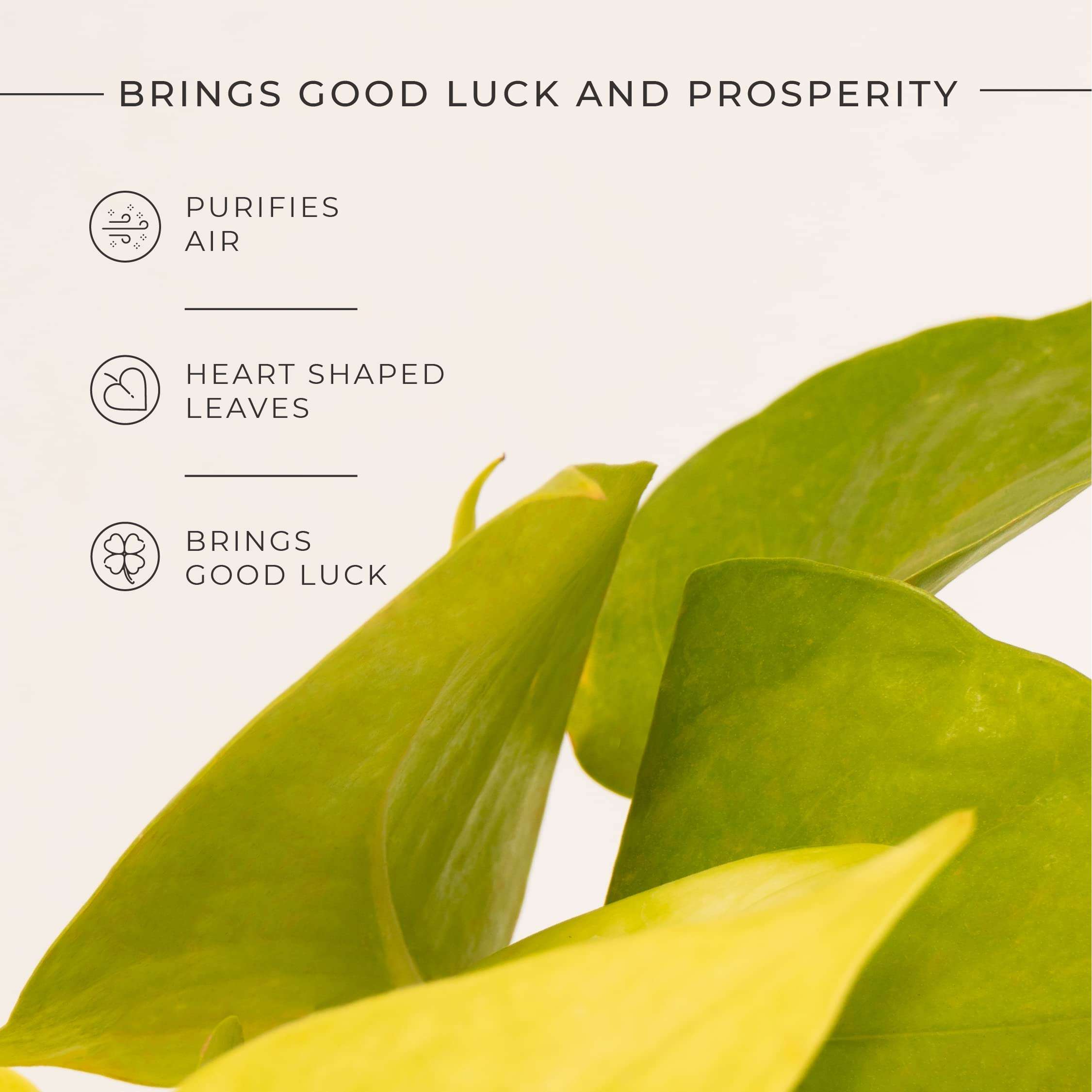 KYARI Golden Money Indoor Plants for Living Room | Live Plants | Plants with Matte Black Self Watering Pot for Home | Air purifier plants | Plants for Home Decor | Plants for Garden & bedroom 4