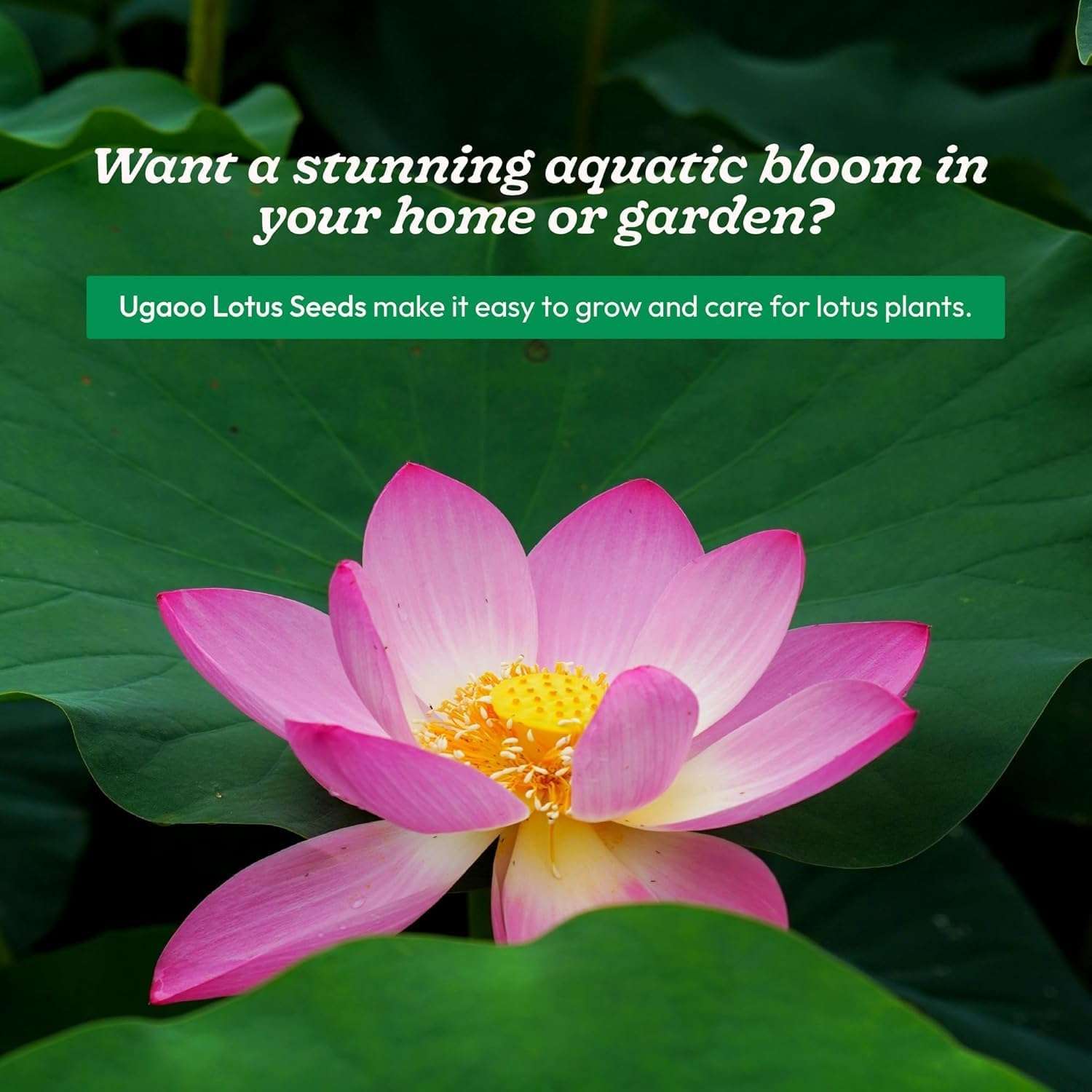 Ugaoo Lotus Seeds for Planting with Sandpaper - Pack of 20 Seeds | High-Germination Lotus Seeds for Planting in Water, Home Garden & Ponds 3