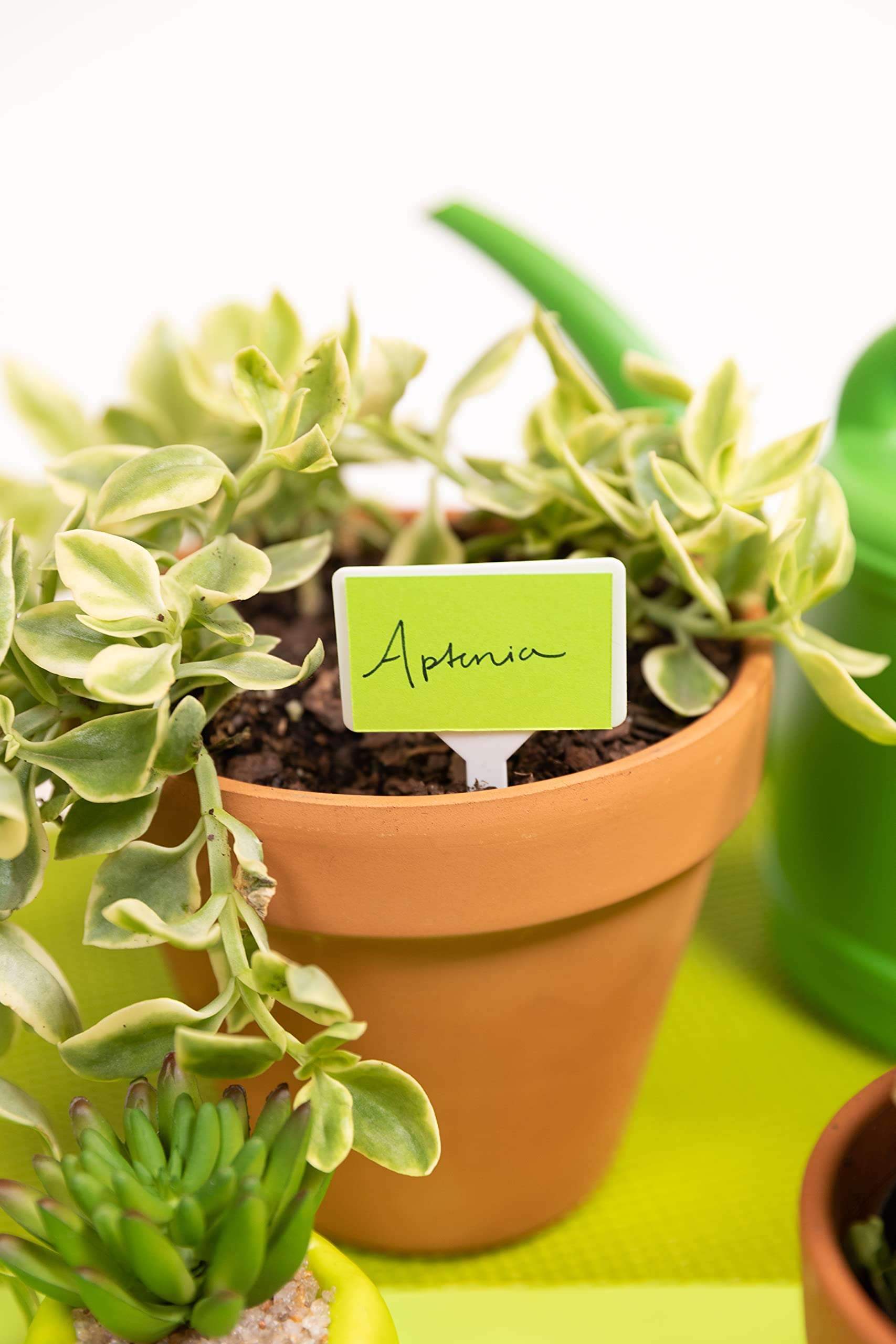 Astrobrights Mega Collection, Colored Paper, Neon Green, 625 Sheets, 24 lb/89 gsm, 8.5" x 11" - MORE SHEETS! (91672) 3