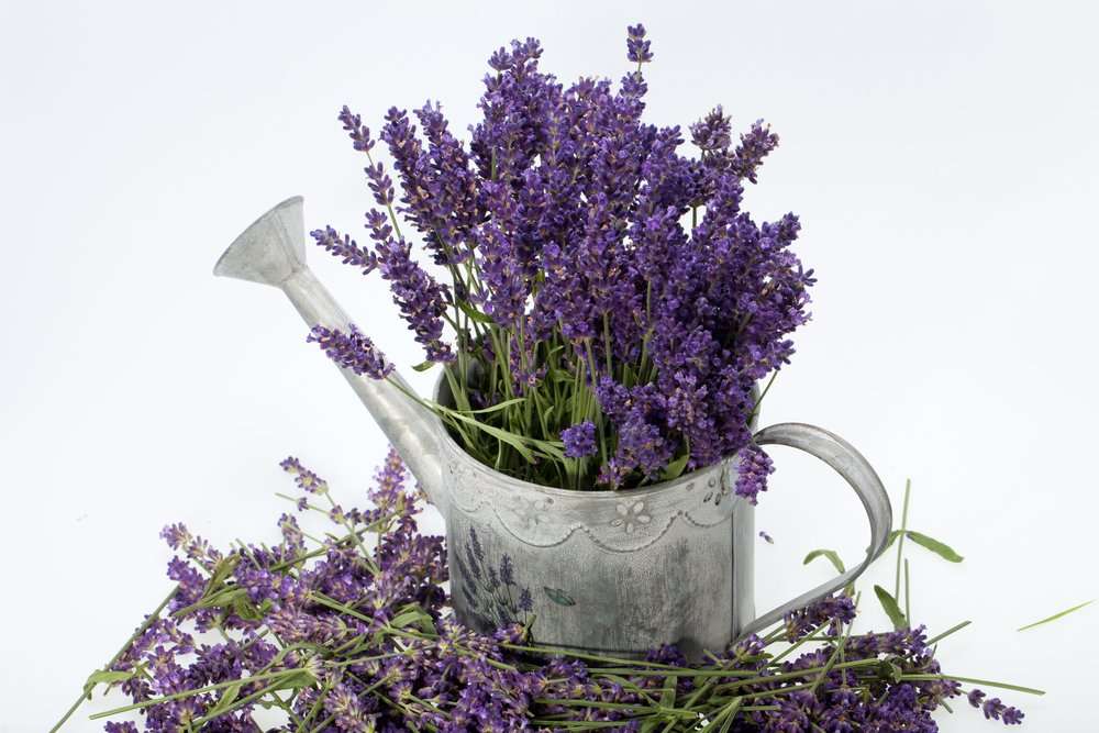 Creative Farmer Exotic Herb Seeds - Lavender Seeds French Kitchen Garden Pack 1
