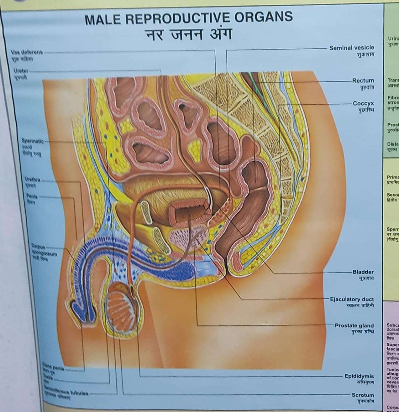Wall Hanging Chart OF 'MALE REPRODUCTIVE SYSTEM' Wall Chart 4