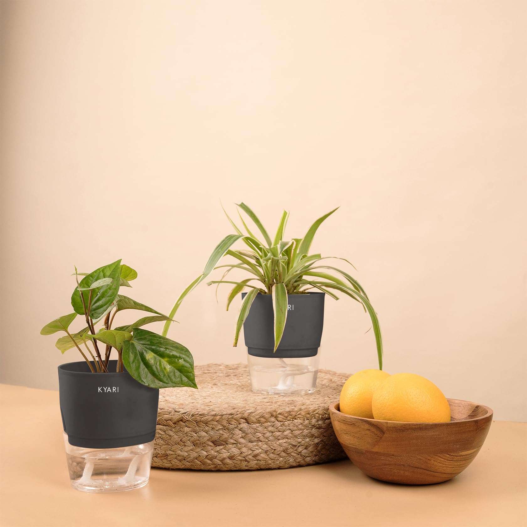 KYARI Betel Leaf-Spider Combo of 2 Indoor Plants for Living Room | Live Plants | Plants with Grey Pot for Home Air purifier plants | Plants for Home Decor | Plants for garden 1