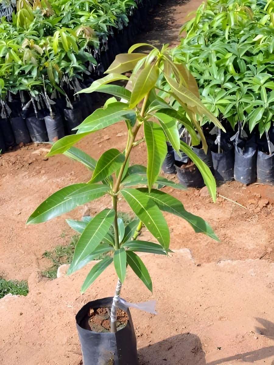 Green view Ambika Mango " Hybrid Healthy Mango Fruit Plant (Grafted Plant, 1.5-2 Feet Height) Live Plant for Home Garden 4