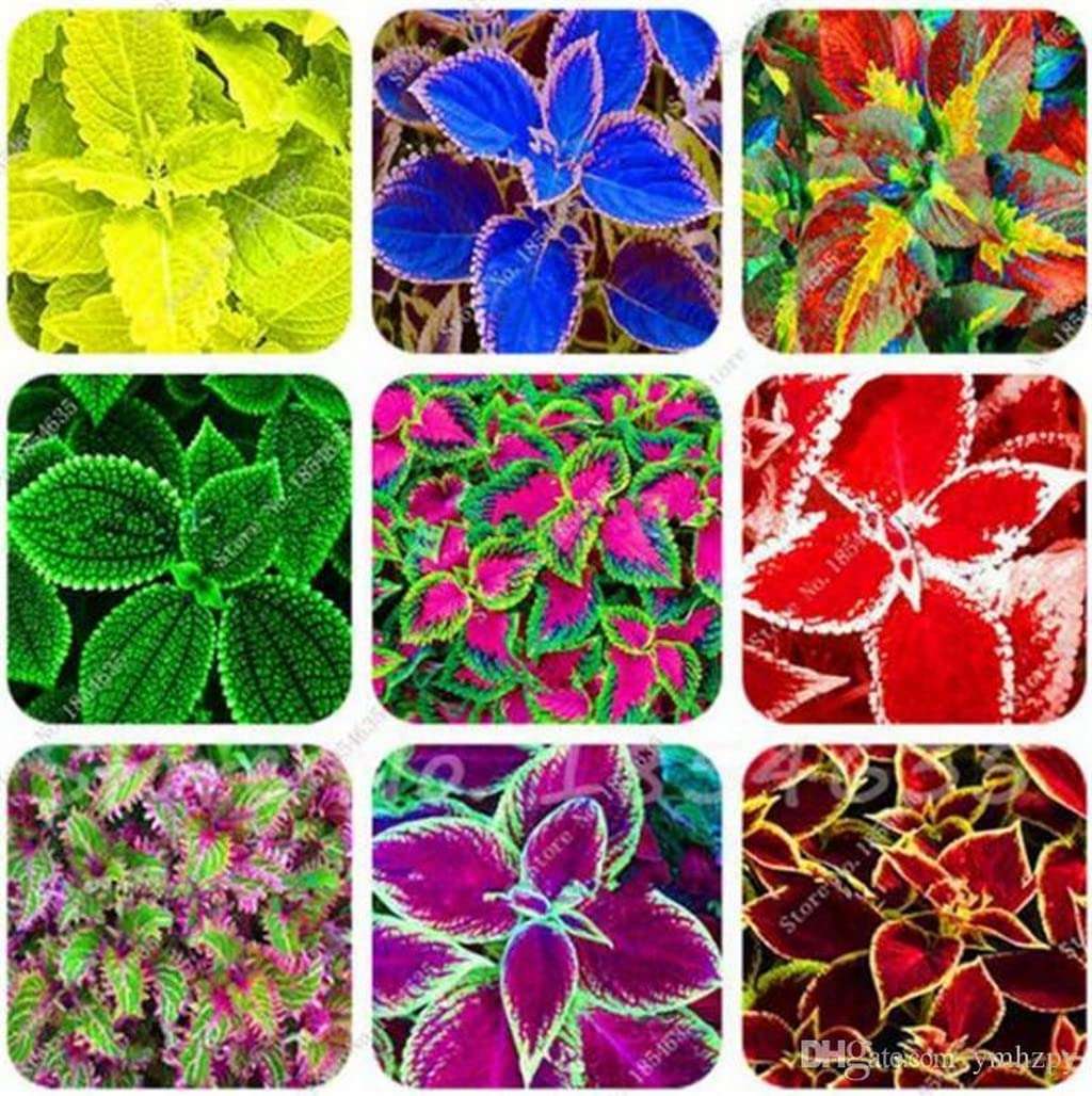 OhhSome Coleus Plants - Assorted (Pack Of 5) Exotic Plant Healthy Live (Healthy Live Plant) 1