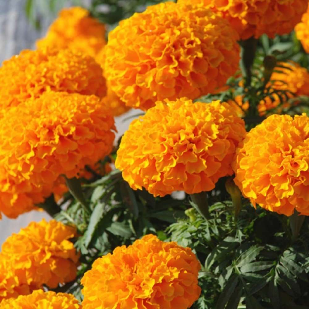 Creative Farmer Flower Seeds : Marigold Flower Seeds - Indian Flower Seeds - Kitchen Garden Pack 1
