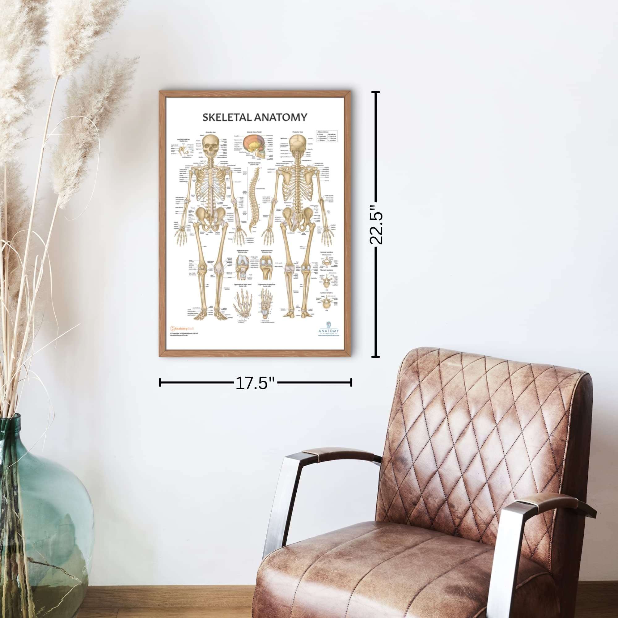 Anatomy Lab Skeletal System Poster, 17.3 x 22.5 Inches, Laminated, Anatomically Accurate, Wall Art for Home Office, Classroom, Fitness Studio 4