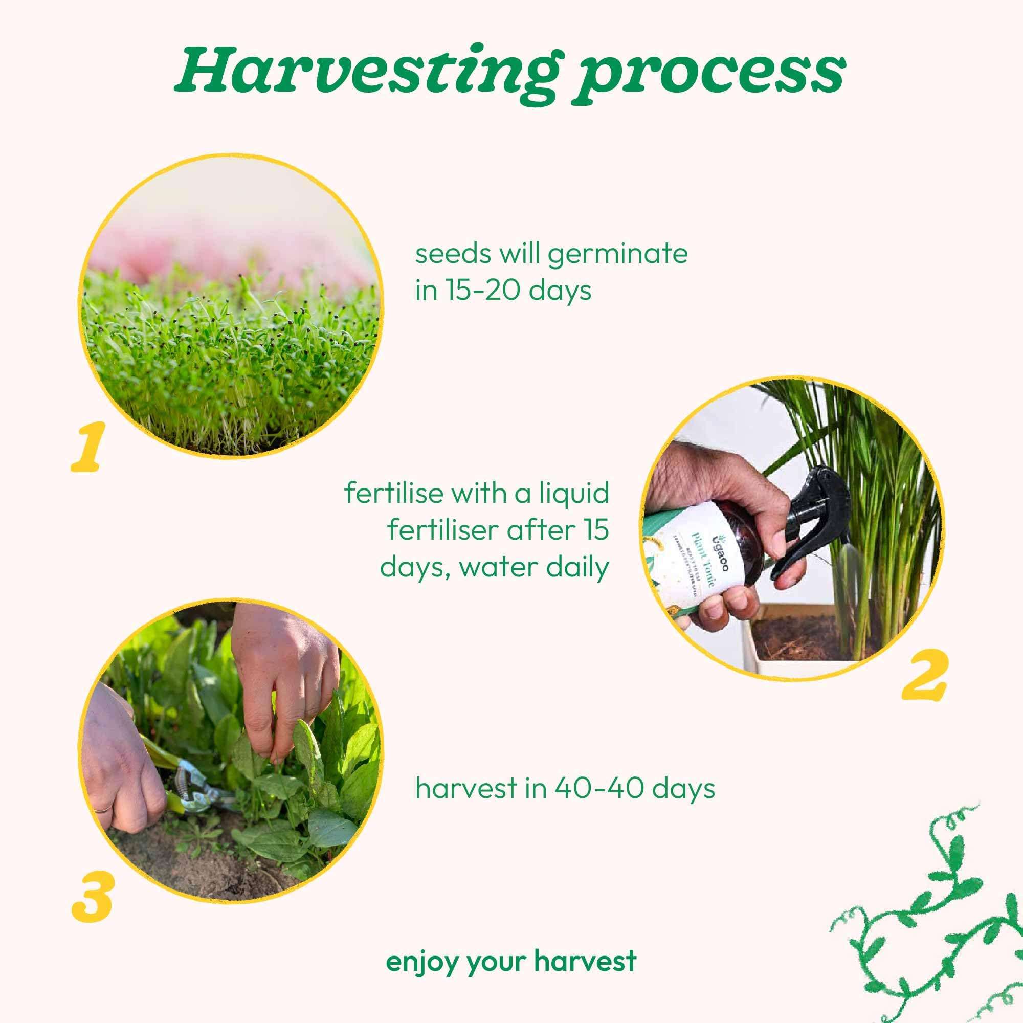 UGAOO Palak or Spinach Vegetable Seeds (Green, Pack of 16 g) -1700 Seeds 5