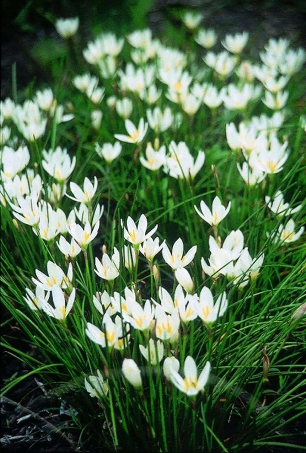 OhhSome Zephyranthes Candida (White) Gardening Plant Live (Healthy Live Plant) 4