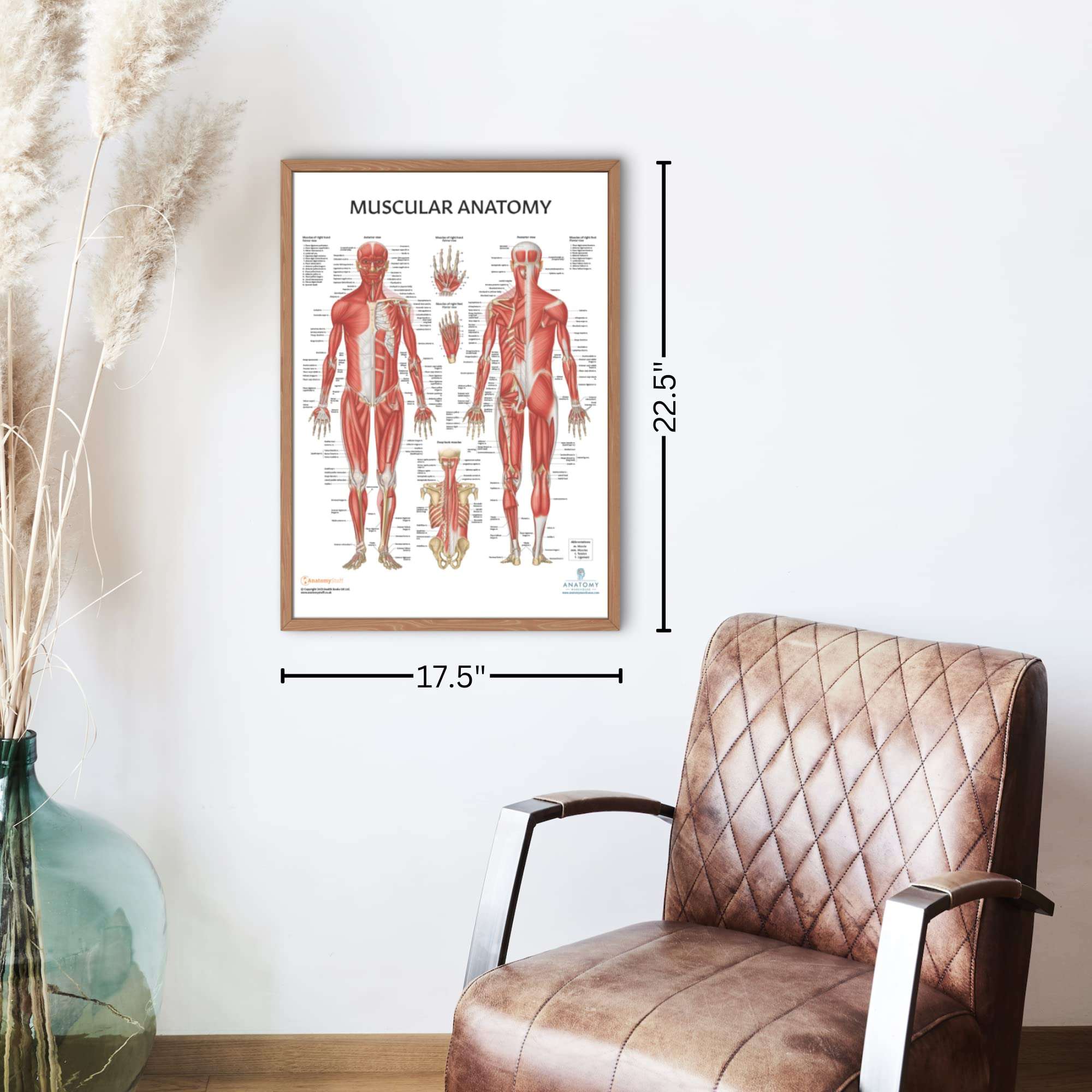 Anatomy Lab Muscular System Anatomical Chart, LAMINATED, 17.3 x 22.5 Inches, Muscles Diagram, Medical Posters, Muscular System Poster, Human Anatomy Poster 3
