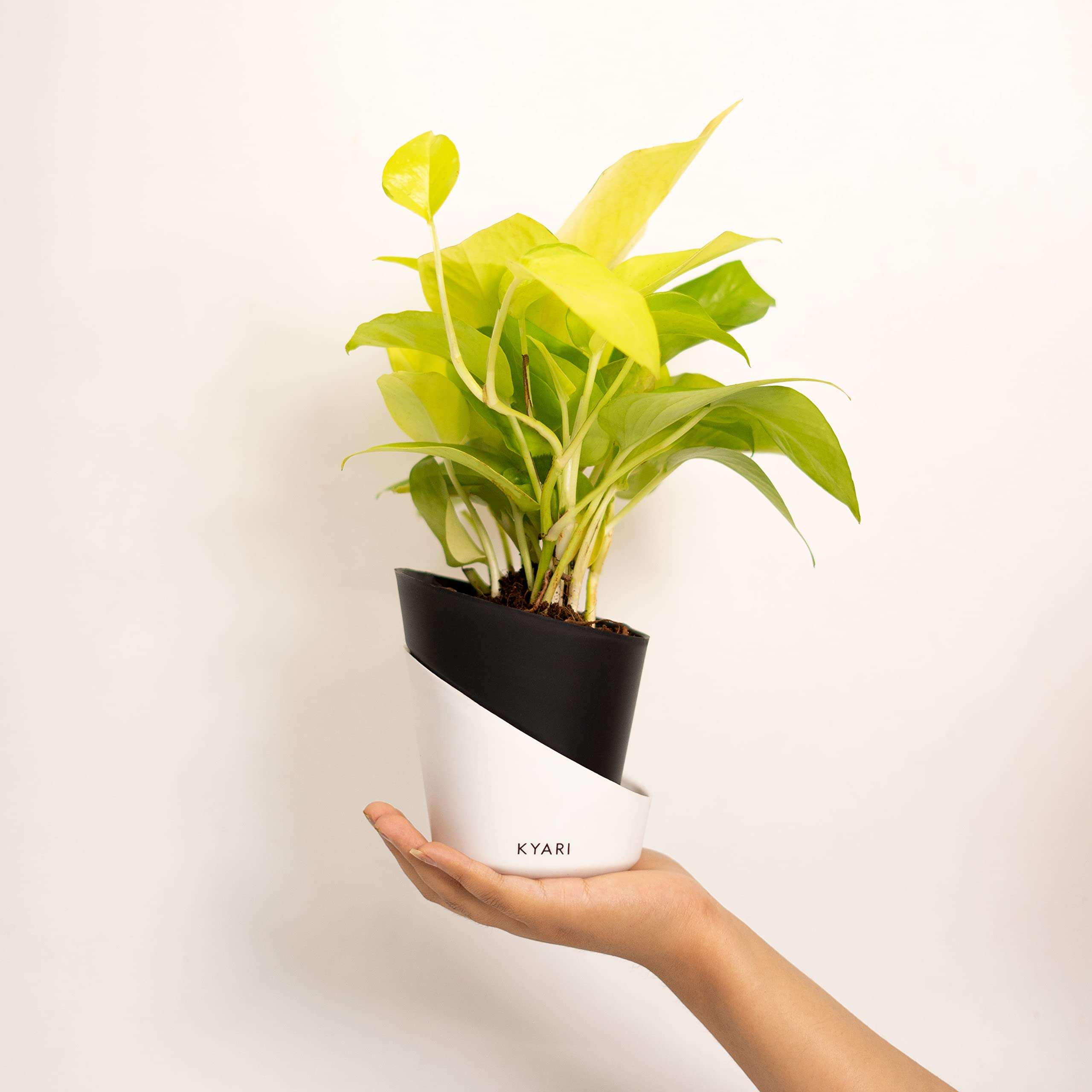 KYARI Golden Money Indoor Plants for Living Room | Live Plants | Plants with Matte Black Self Watering Pot for Home | Air purifier plants | Plants for Home Decor | Plants for Garden & bedroom 1