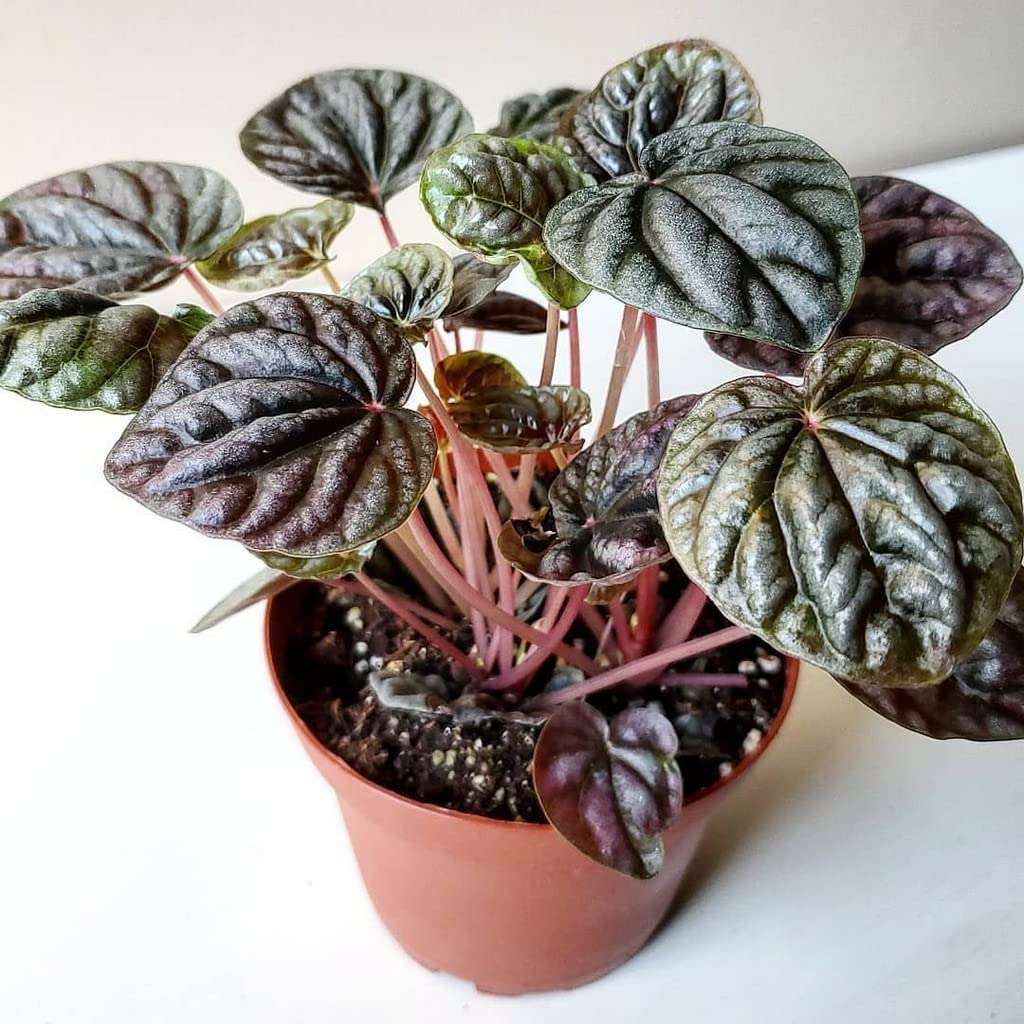 OhhSome Indoor Plant Décor Peperomia Caperata/Emerald Ripple Pepper Himalayas Heart-Shaped Leaves Napoli Purple Nights Live Red All Pet Friendly Plants For Home Decoration (Healthy Plant)