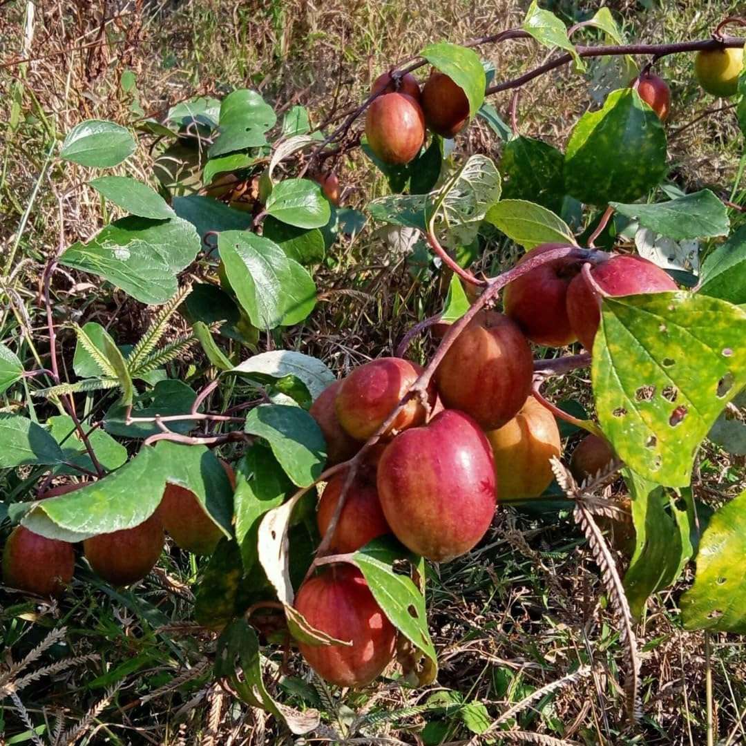 Nursery Live Rare Apple Ber Fruit/Jujube Fruit (" Red Sundari, Grafted Hybrid) Exotic 1 Live Fruit Plant 3
