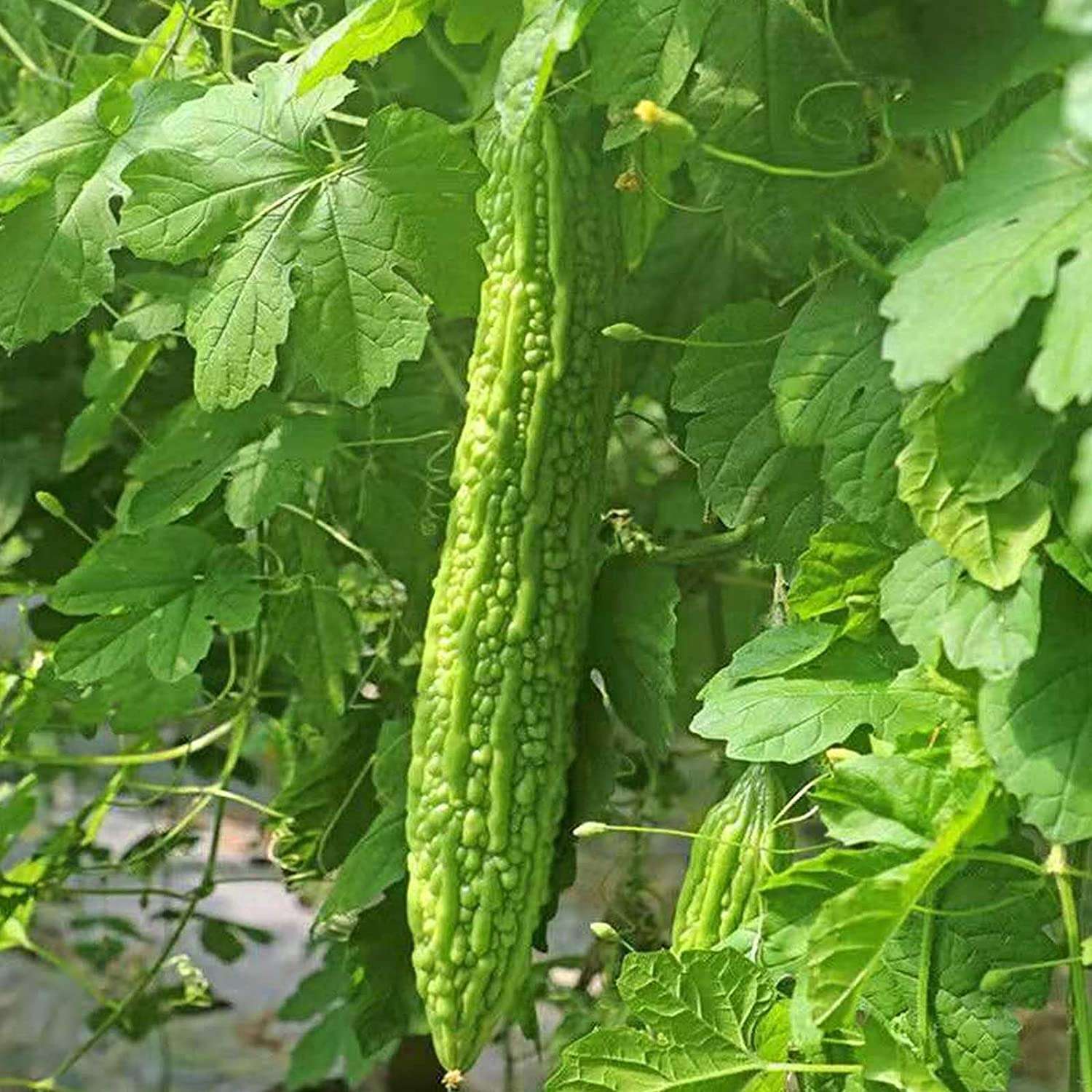 Leafy Tales Bitter Gourd Seeds for Kitchen Gardening, 25 seeds 4