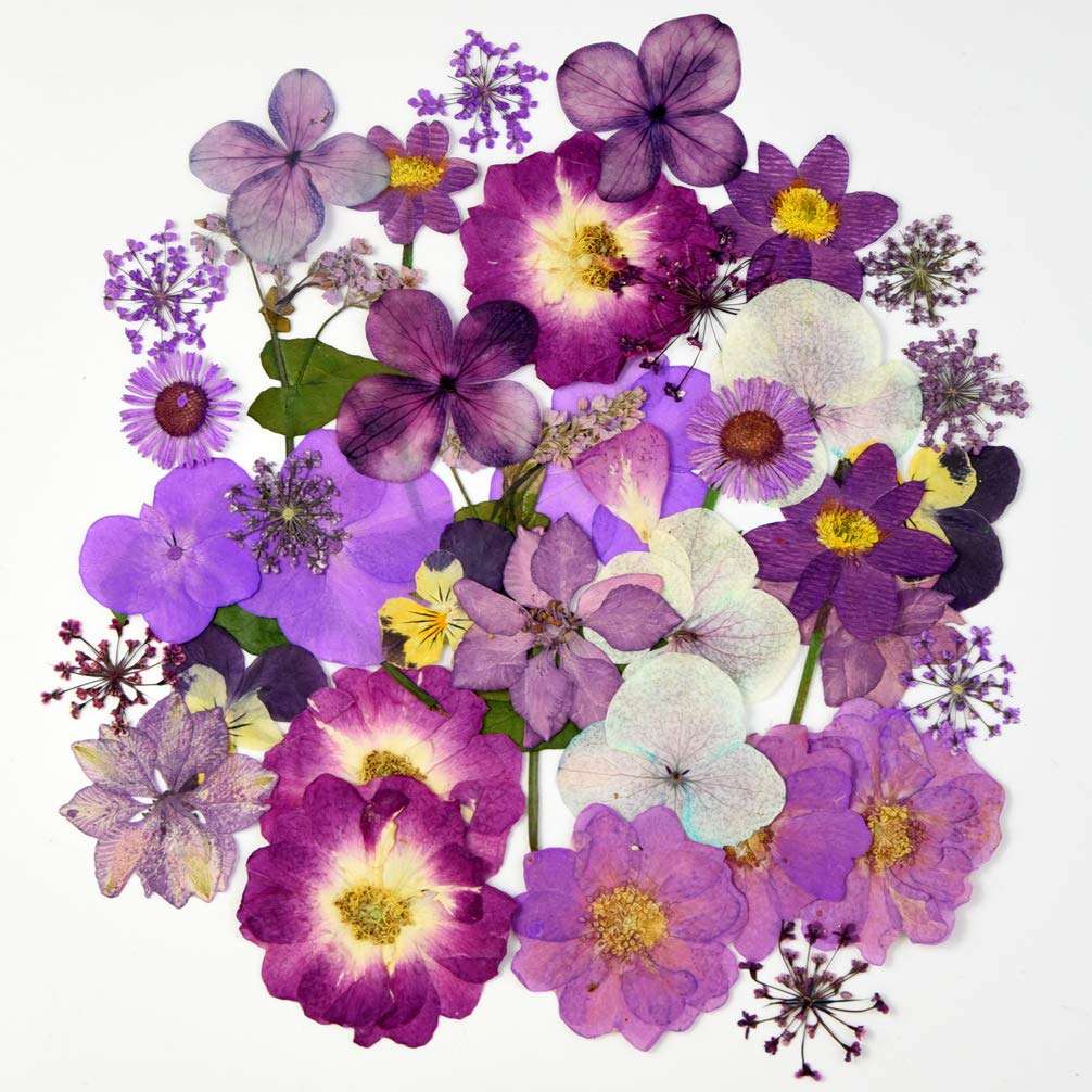 Natural Dried Flowers Mixed Multi-Color Pressed Flower Mini Rose Hydrangea Daisy for Art Craft DIY Resin Nail Art Floral Decors (Purple) 4