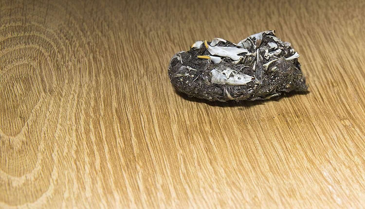 Barn Owl Pellet Classroom Kit 4