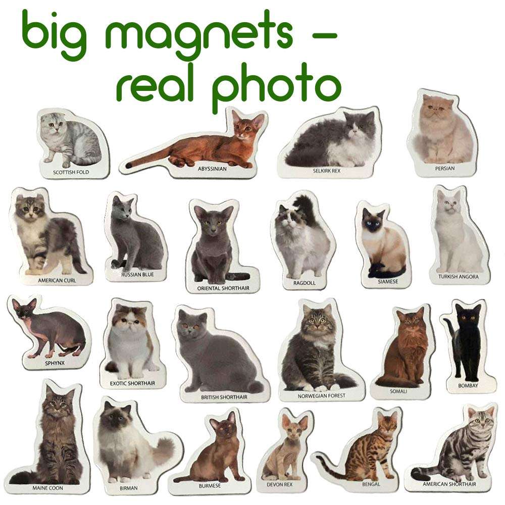 magdum Photo Cats Breeds- Animal Magnets for Kitchen -Real Large Fridge Magnets for Toddlers- Magnetic Educational Toys Baby 3 Year Old Baby - Learning Magnets for Kids- Kid Magnets Magnetic Theatre 2