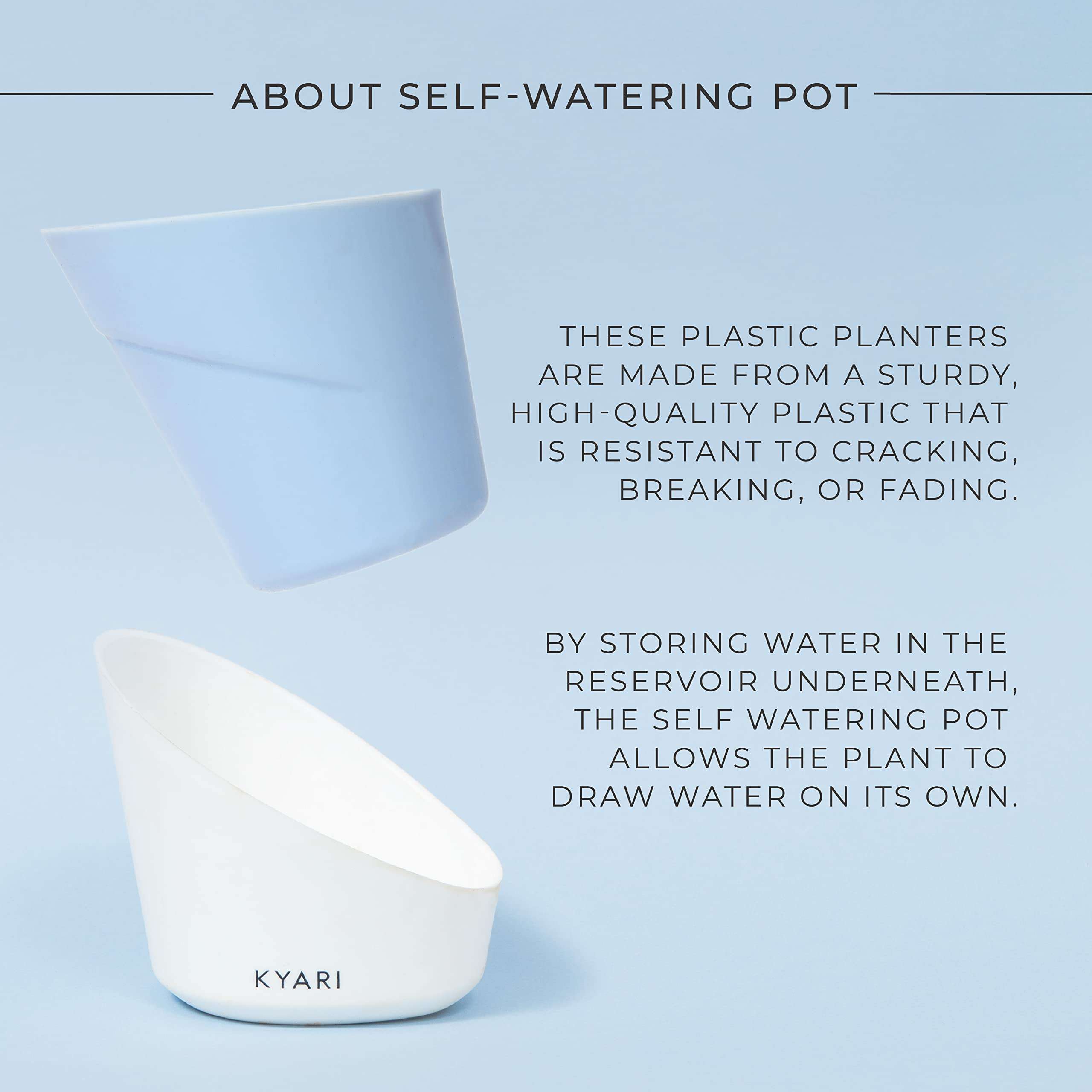 KYARI Golden Money Indoor Plants for Living Room | Live Plants | Plants with Baby Blue Self Watering Pot for Home | Air purifier plants | Plants for Home Decor | Plants for Garden & bedroom 5