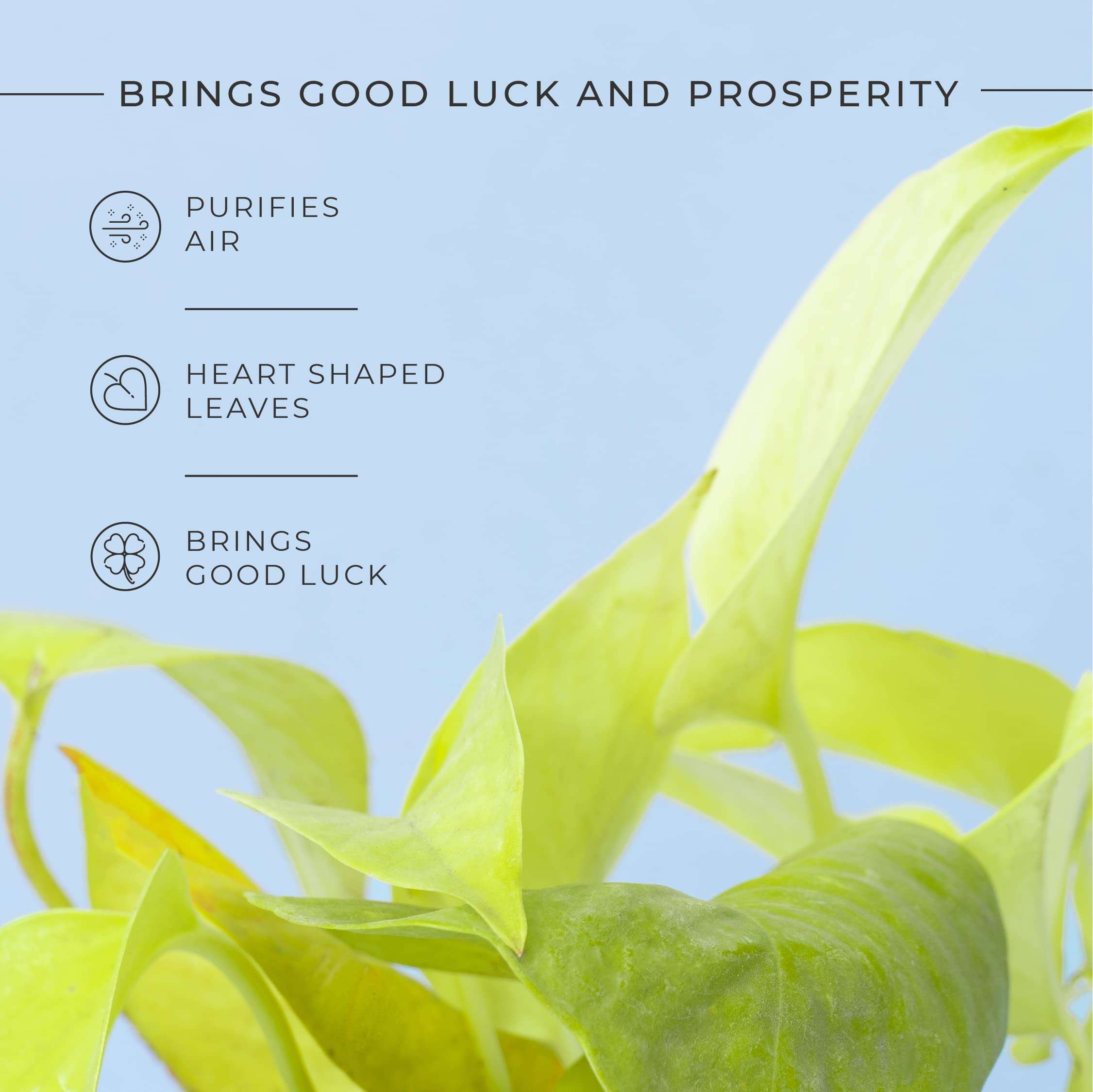 KYARI Golden Money Indoor Plants for Living Room | Live Plants | Plants with Baby Blue Self Watering Pot for Home | Air purifier plants | Plants for Home Decor | Plants for Garden & bedroom 4