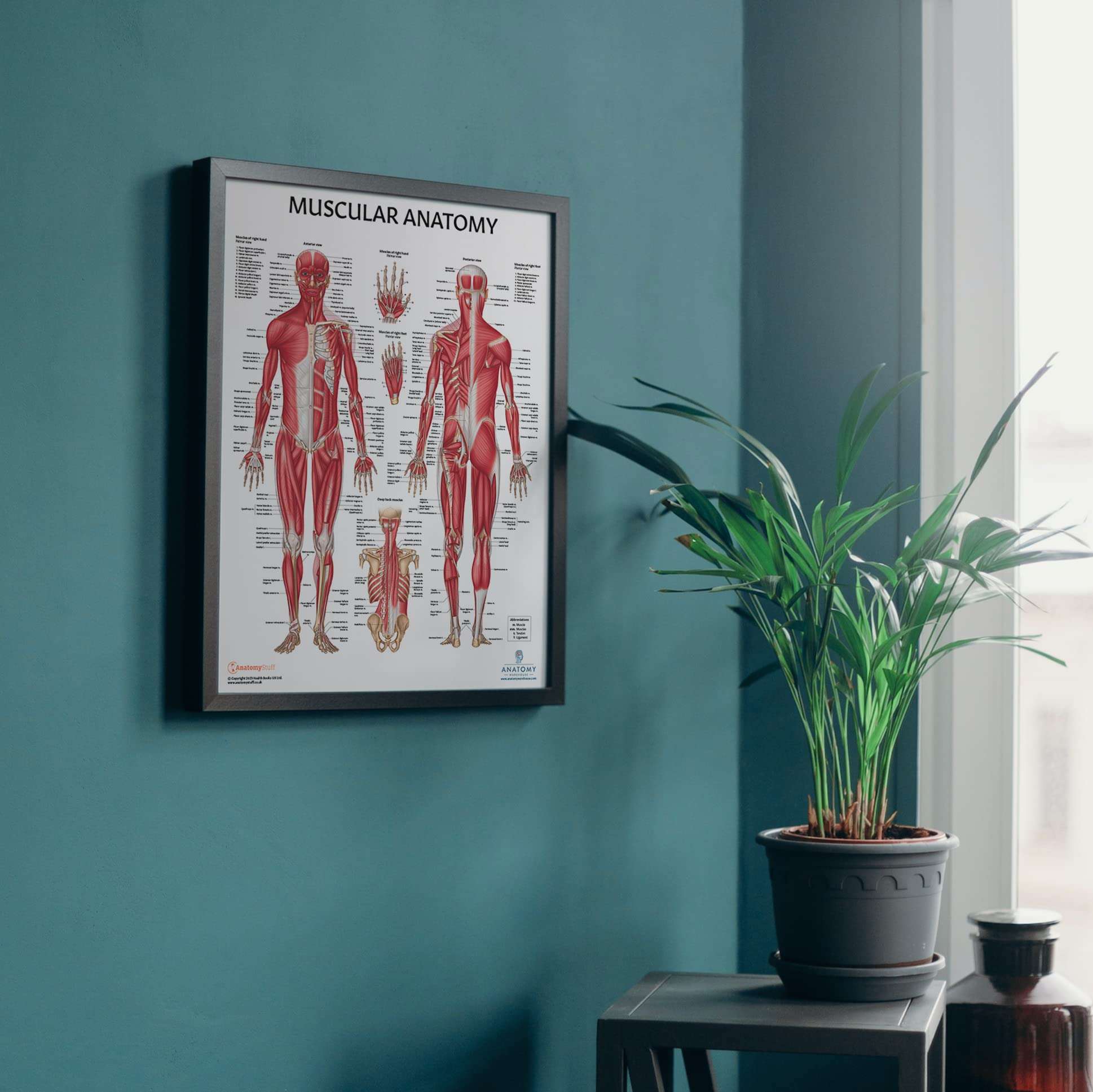 Anatomy Lab Muscular System Anatomical Chart, LAMINATED, 17.3 x 22.5 Inches, Muscles Diagram, Medical Posters, Muscular System Poster, Human Anatomy Poster 2